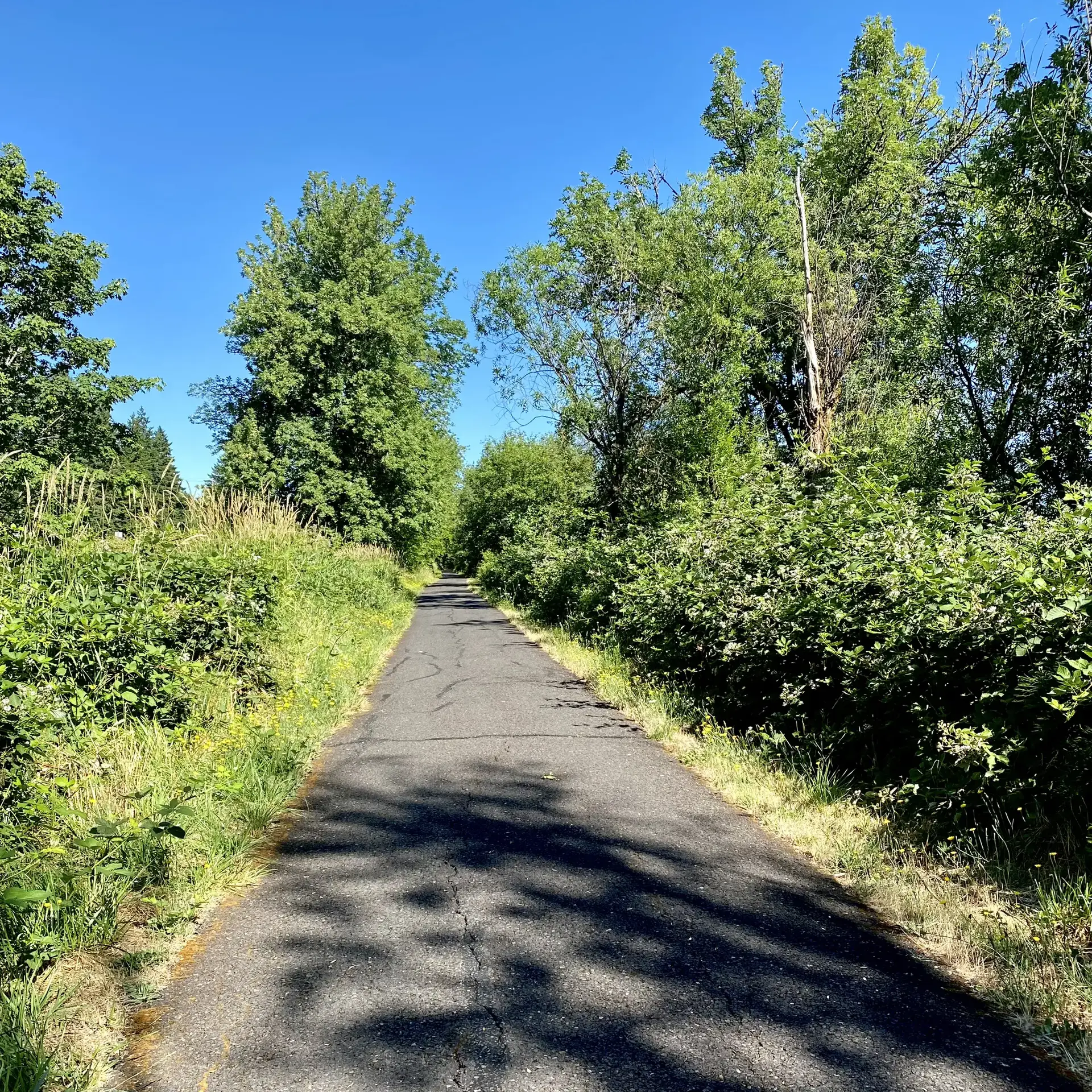 Paved path surrounded by lush green foliage under bright sunlight.