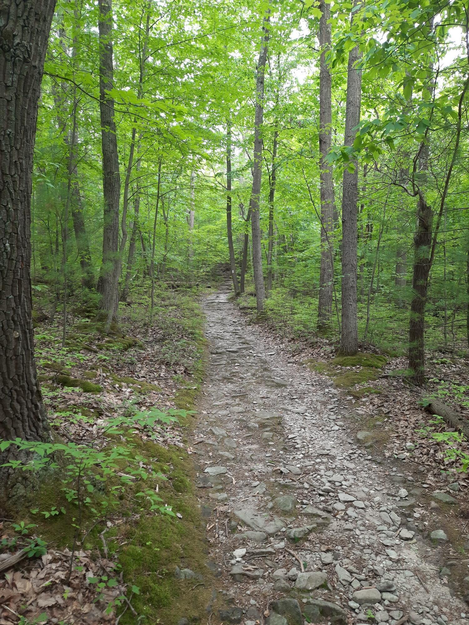 A rocky dirt path winds uphill through a dense, sunlit green forest.