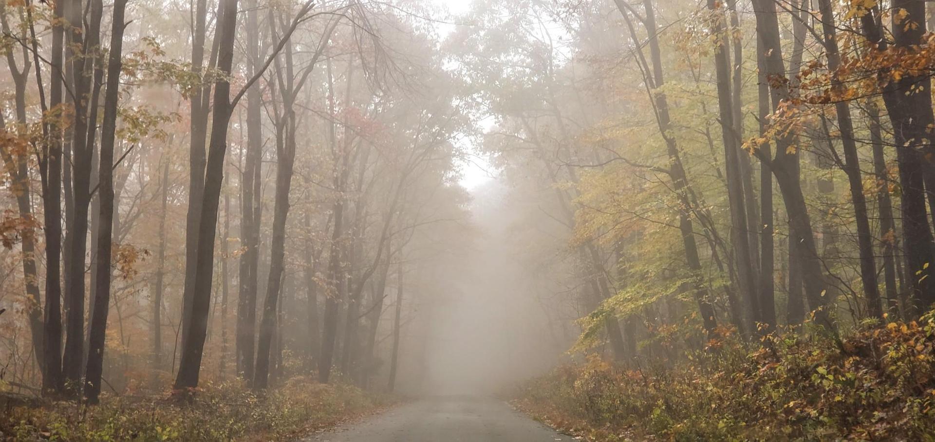 A foggy road winds through an autumn forest with tall, bare trees.