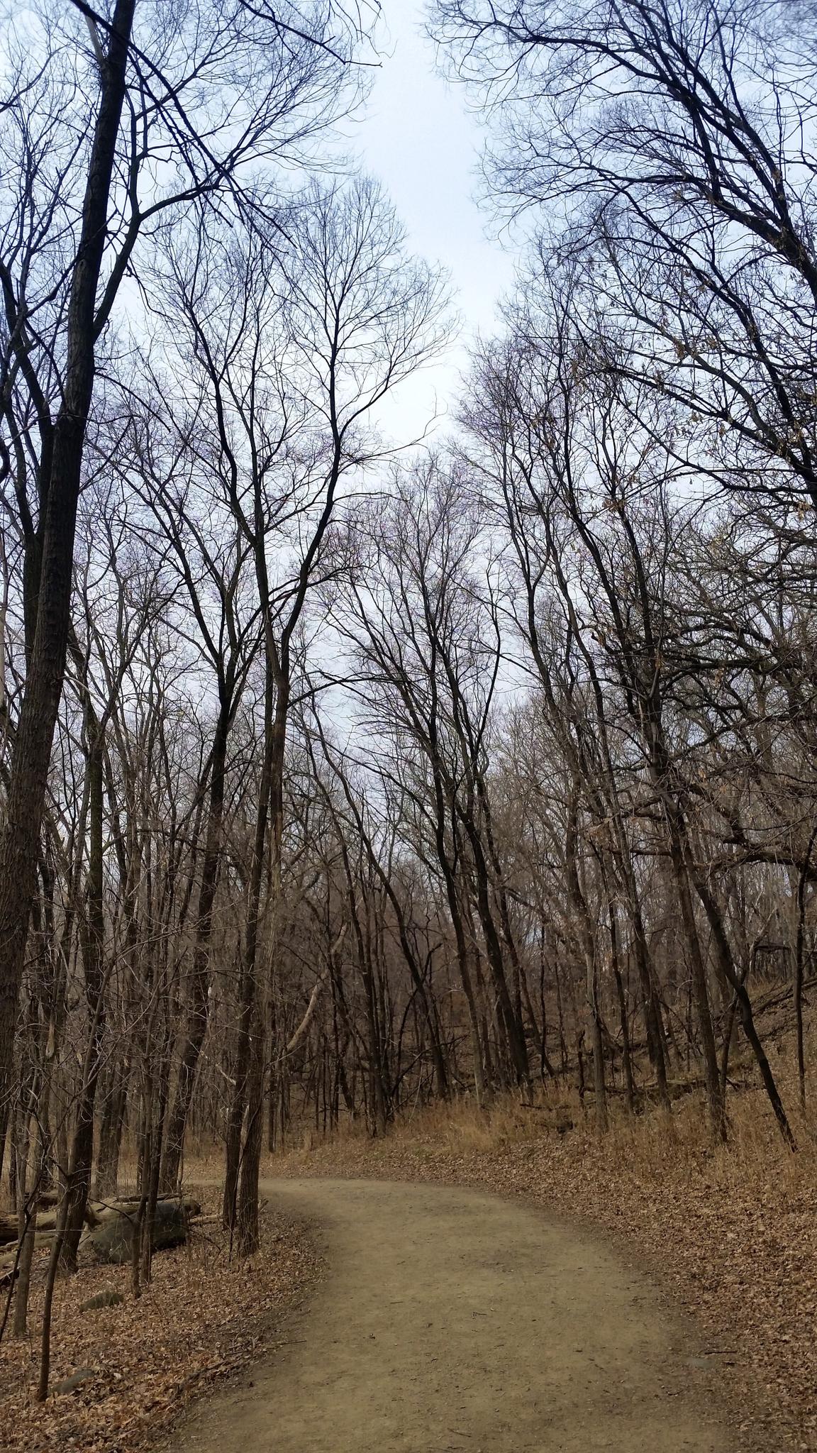 A dirt path winds through a forest of bare trees under an overcast sky.