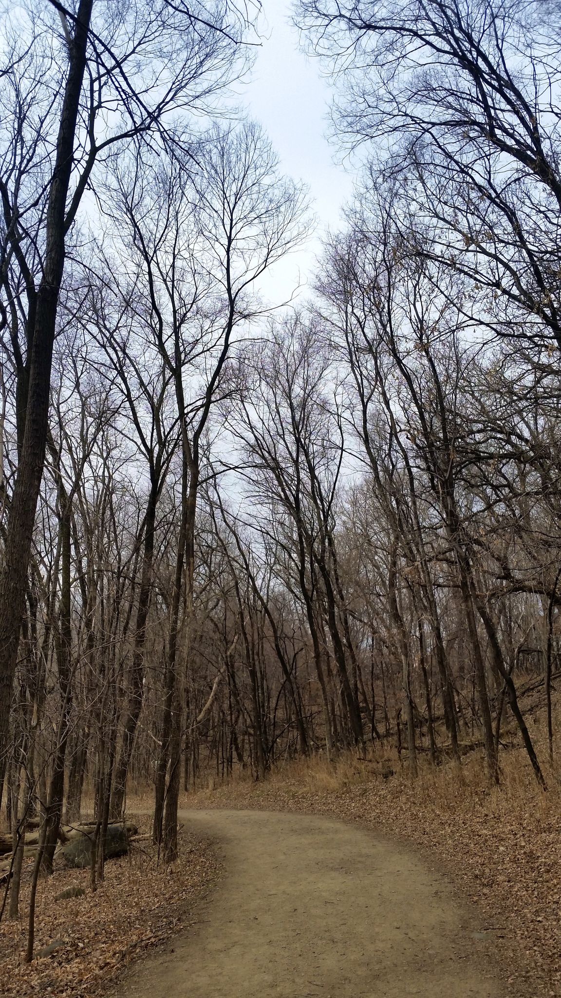 A dirt path winds through a forest of bare trees under an overcast sky. - Blackhawk Park to Lebanon Hills Regional Park loop