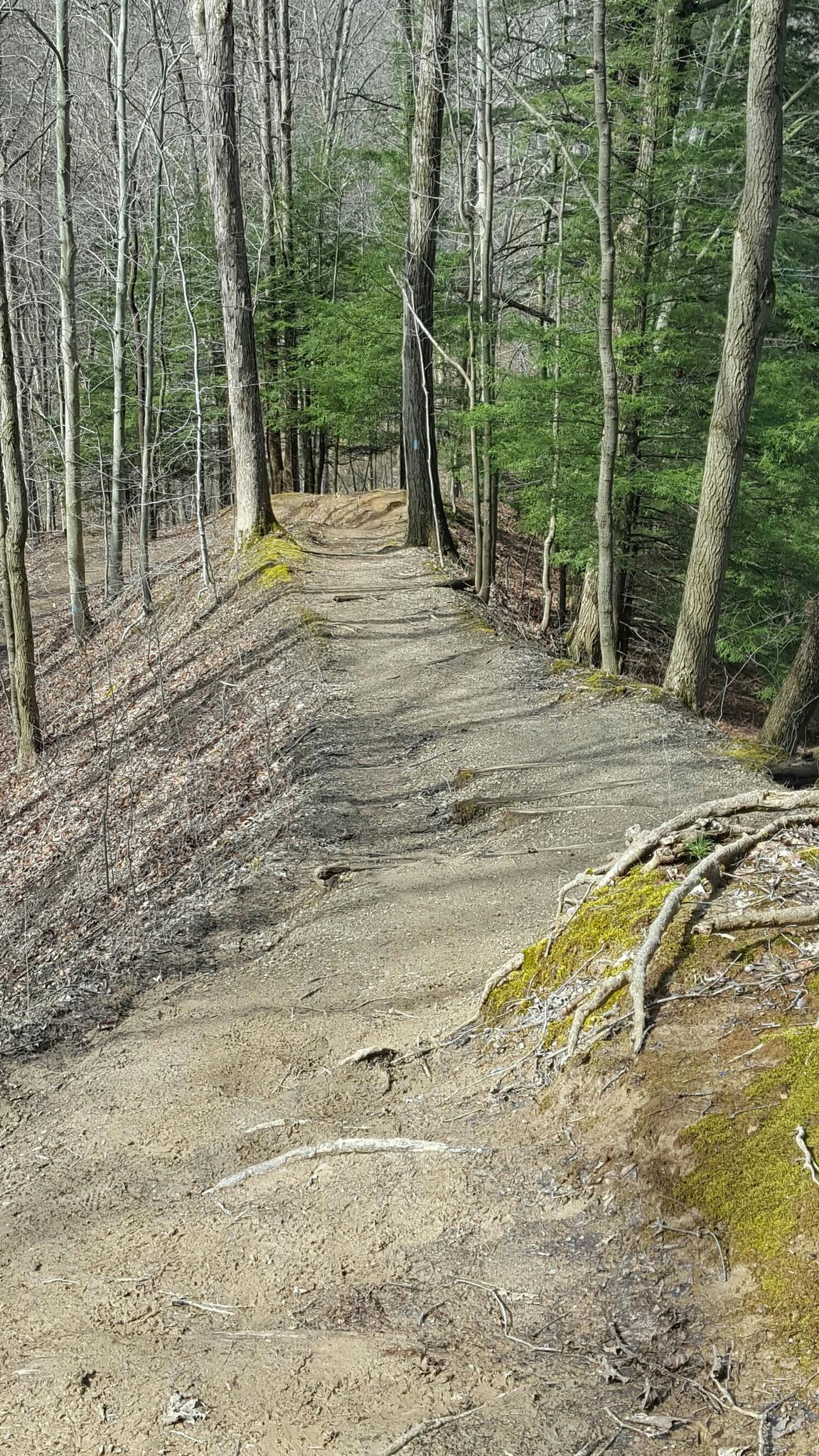 Sunny dirt trail winding through a forest with bare and evergreen trees.