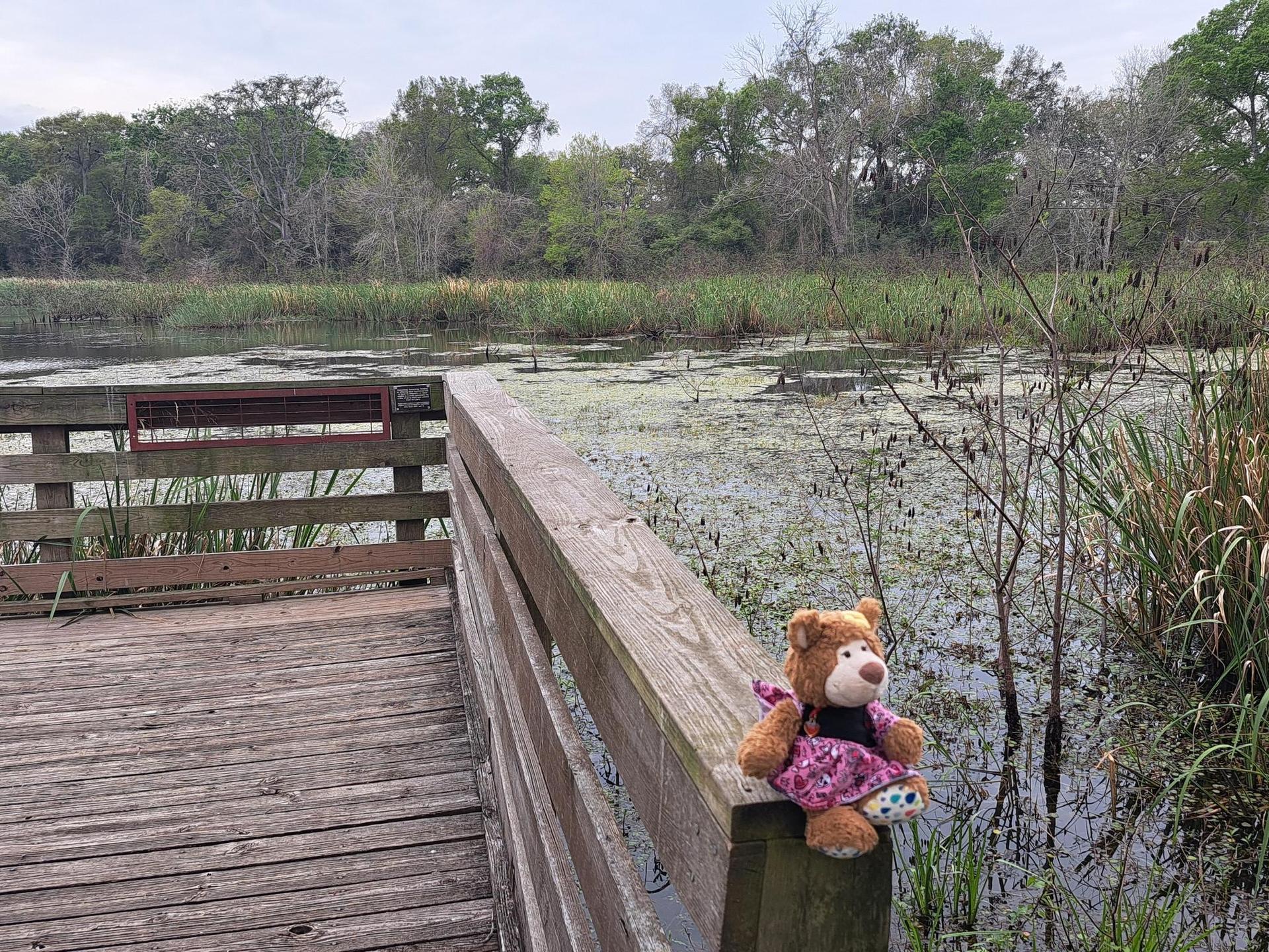 A teddy bear sits on a wooden boardwalk overlooking a marshy pond.