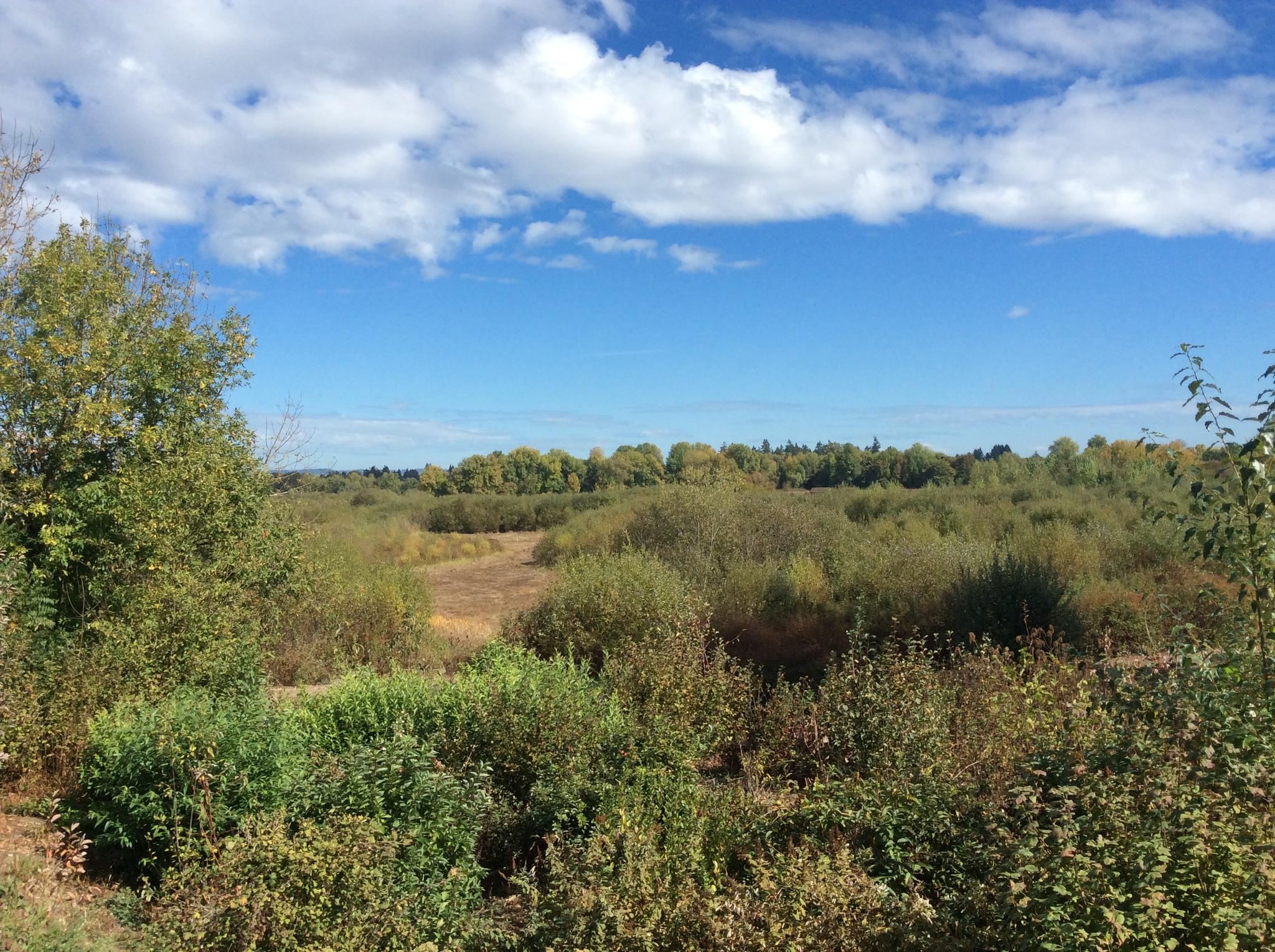 Expansive green and brown shrubland under a bright blue sky with white clouds.
