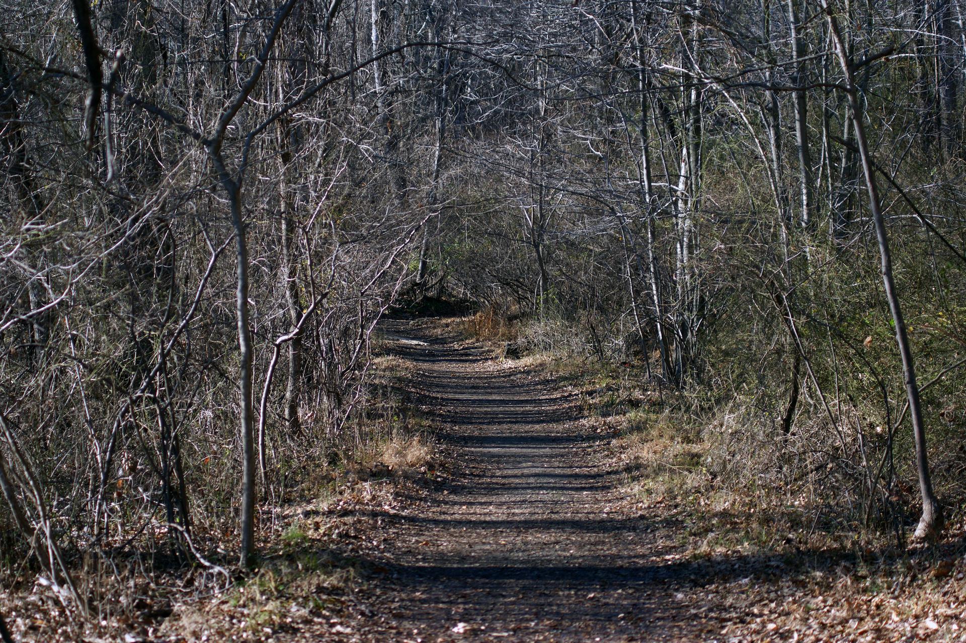 A narrow dirt path leads through a sunlit, leafless forest.