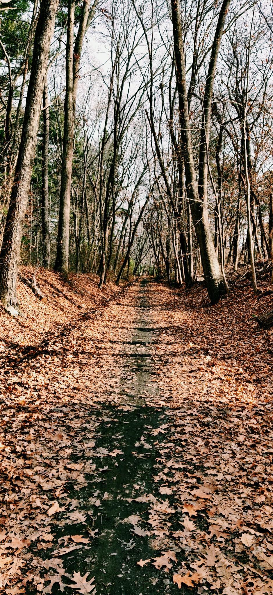 A forest path covered in fallen brown autumn leaves and bare trees.