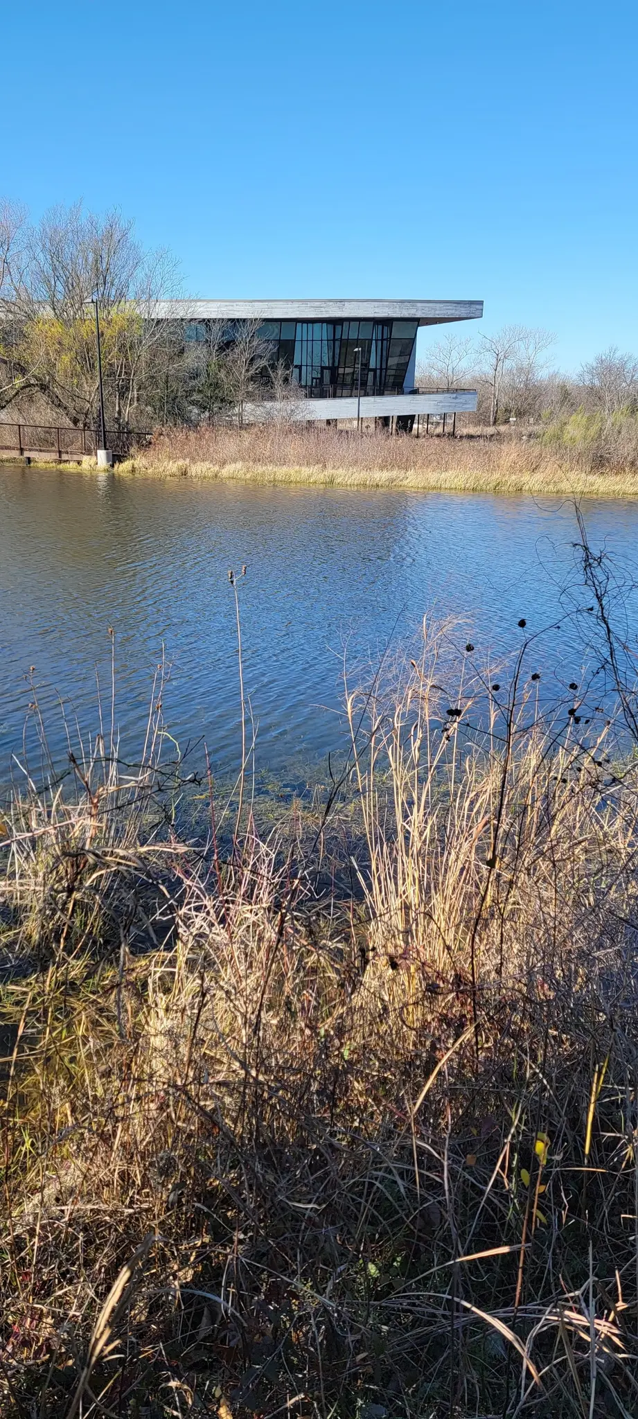 Modern building across a sunlit lake with dry reeds in the foreground.