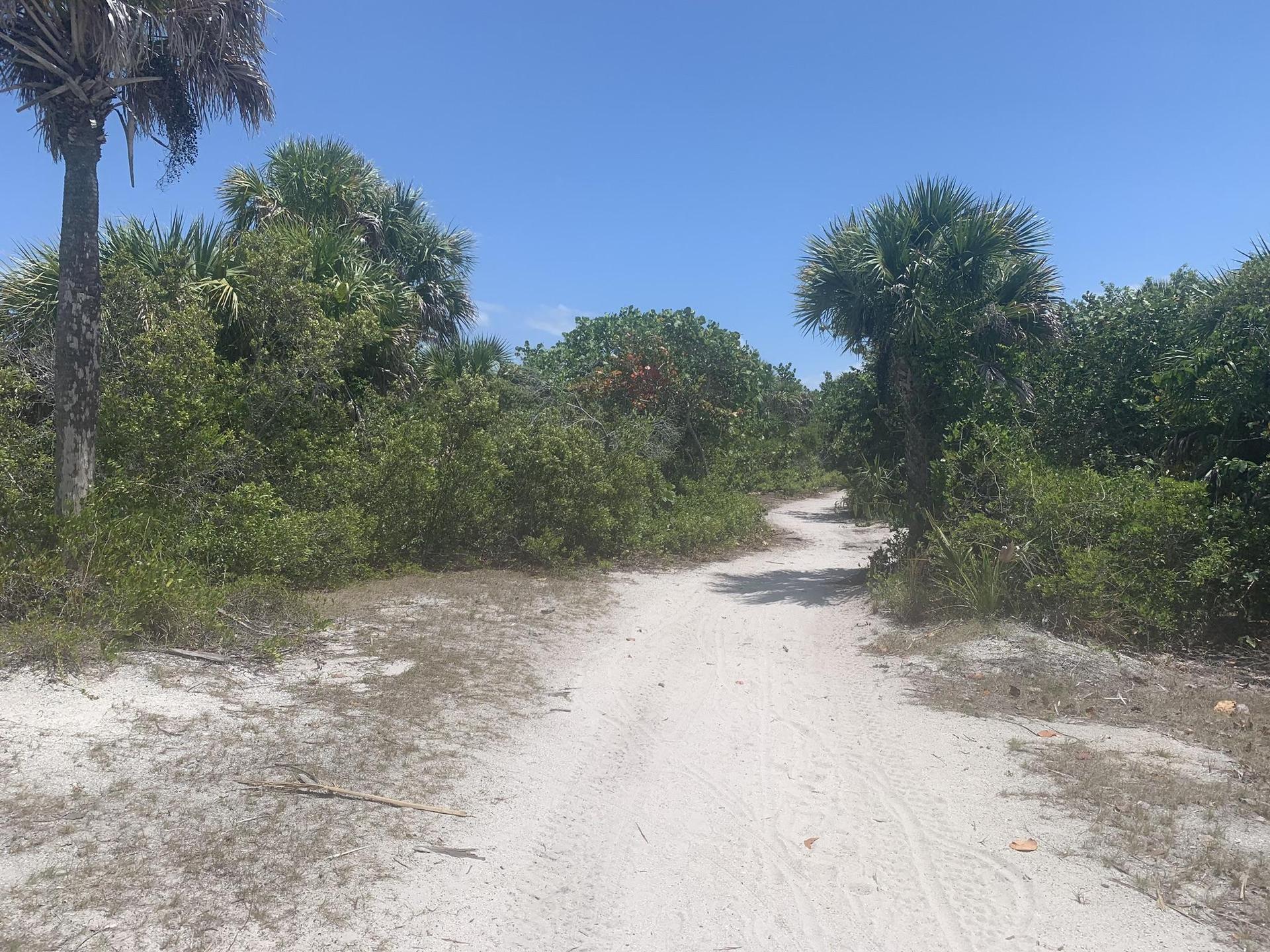 Winding sandy path through lush green coastal vegetation under a bright sky.