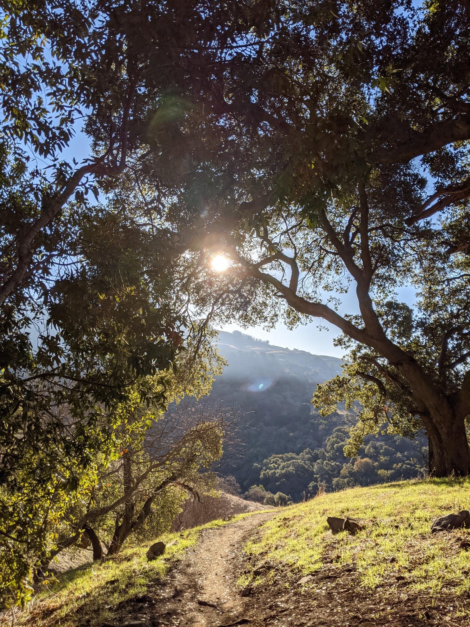 Sunlight streams through leafy trees onto a winding dirt path on a grassy hill.