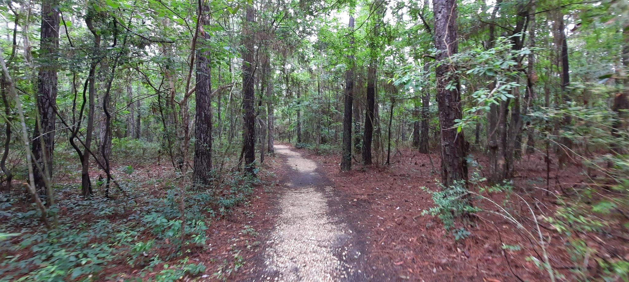 Shaded dirt path winding through a dense, green forest. - Tammany Trace
