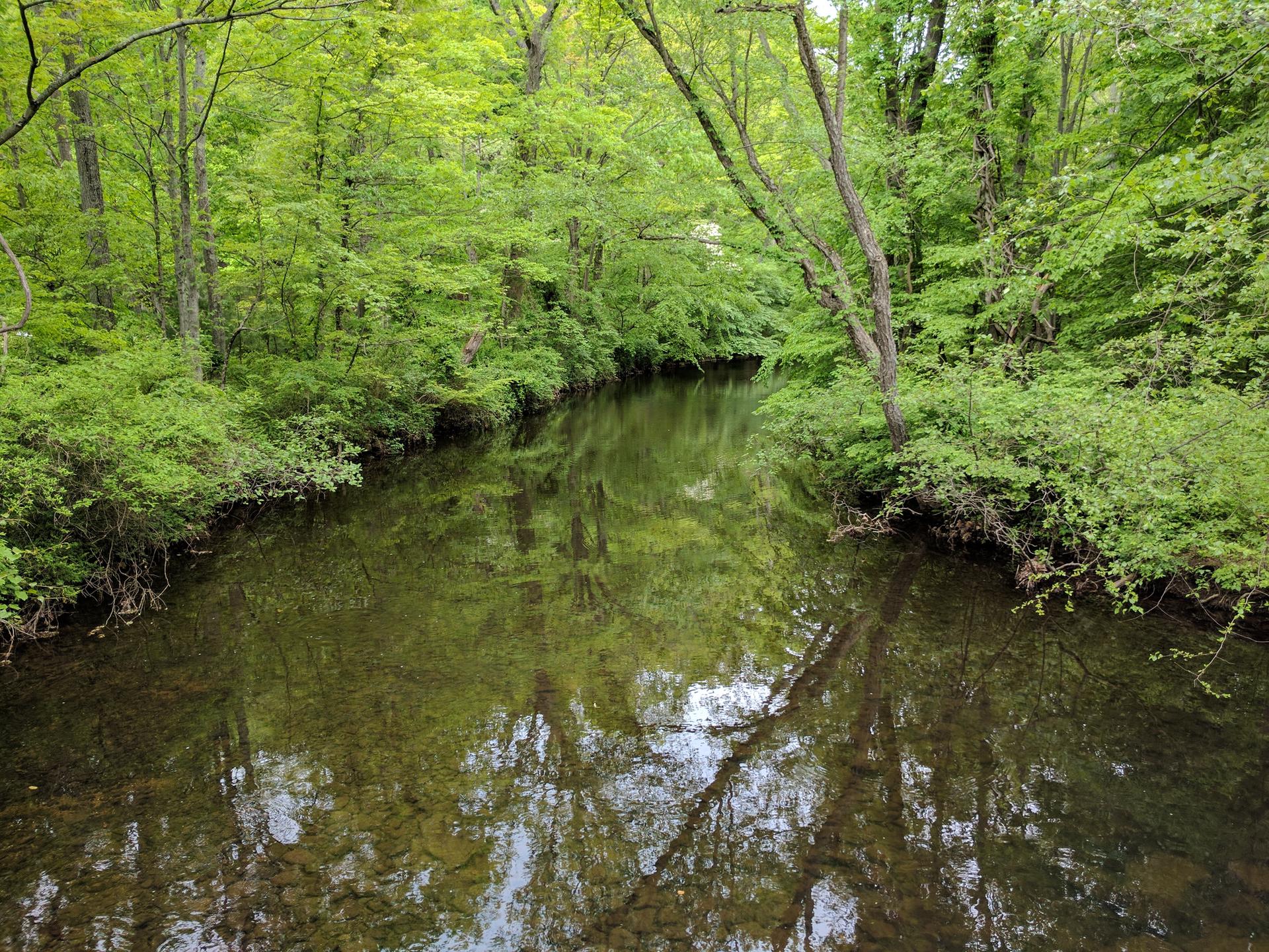 Serene river flowing through a lush green forest, reflections on water.