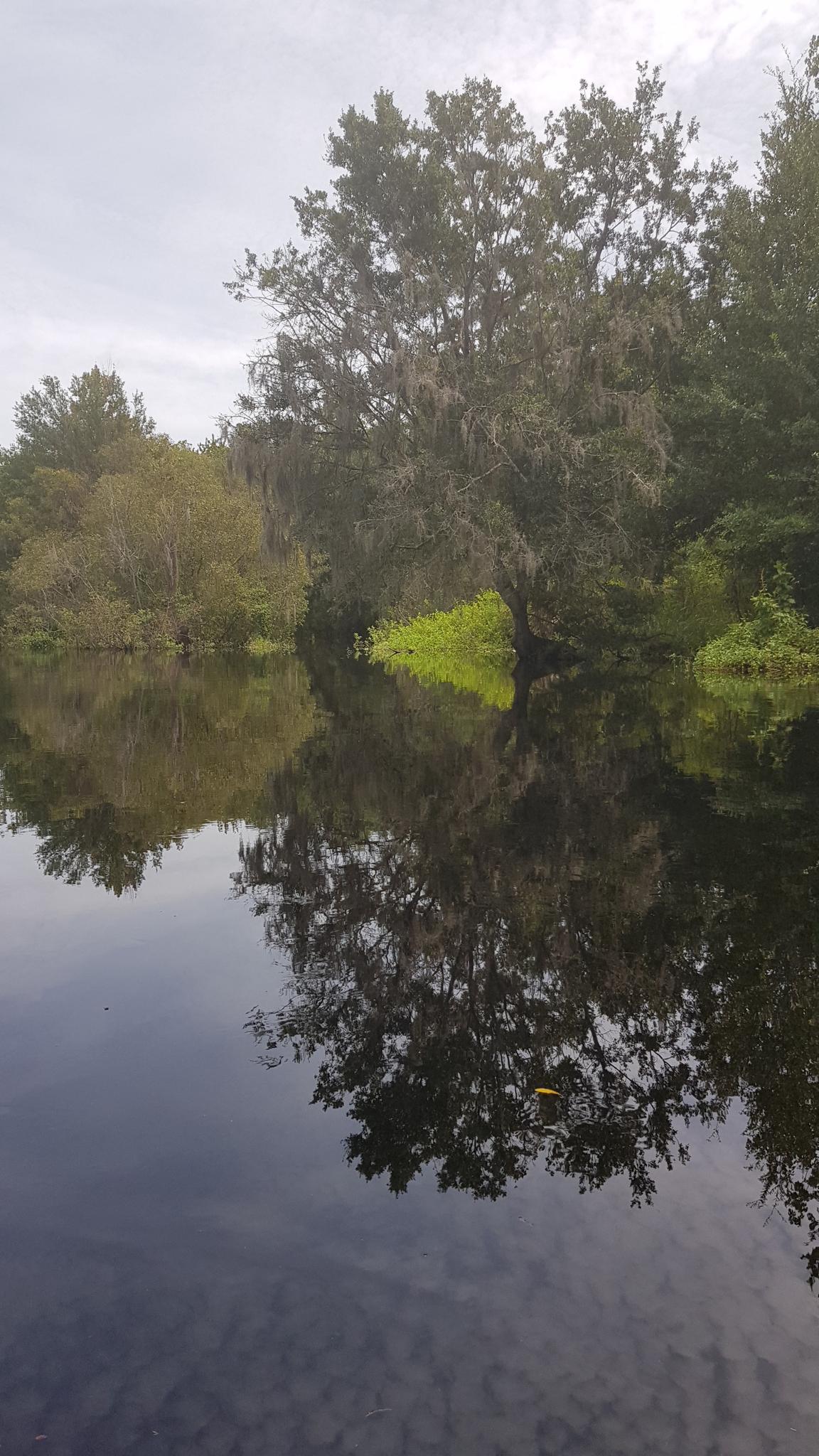Dark water reflects mossy trees under an overcast sky.