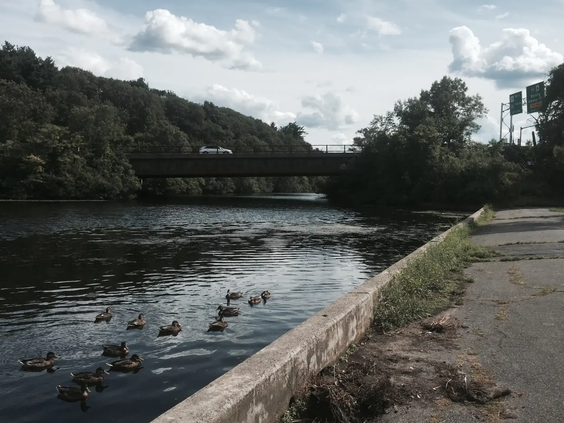 Ducks swim on a river under a bridge with a car, on a cloudy day.