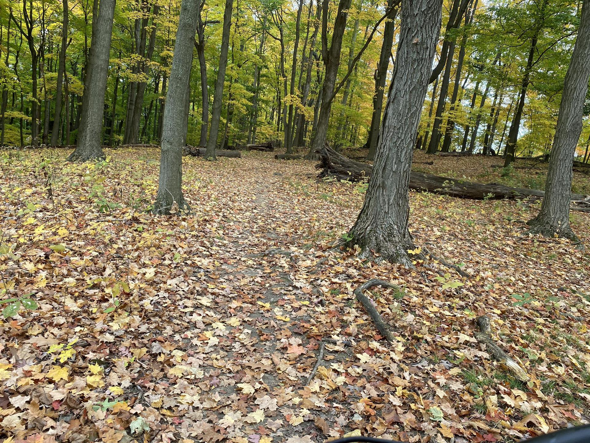 A forest path covered in yellow autumn leaves, surrounded by tall trees.