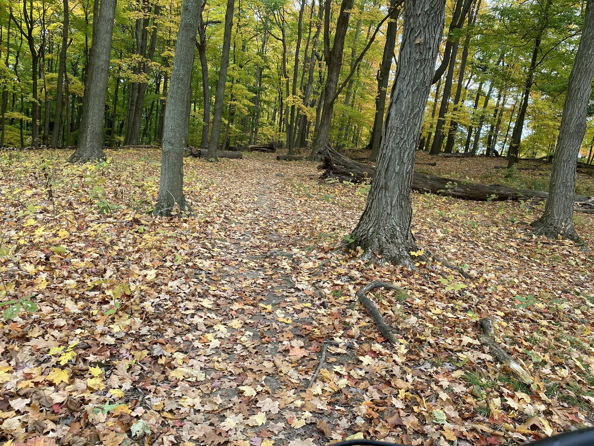A forest path covered in yellow autumn leaves, surrounded by tall trees. - Vale of Cashmere Trail – Warm-up Loop Trail loop from Buffalo Preserve