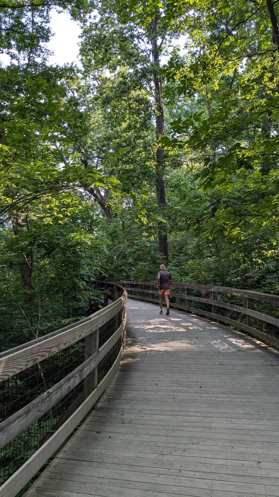 Person walks on a winding wooden boardwalk through a sunny green forest.