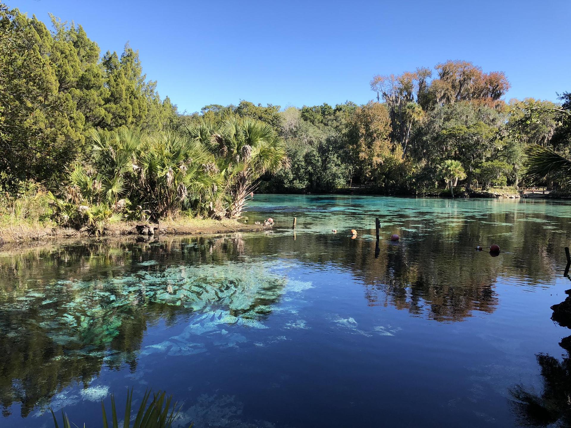 Clear blue spring surrounded by lush green trees on a sunny day.