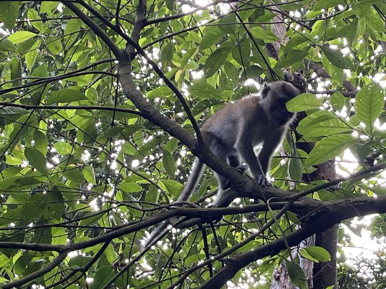Ranger Station and Monkey Viewing Area – Hikes & How to Get There | Komoot