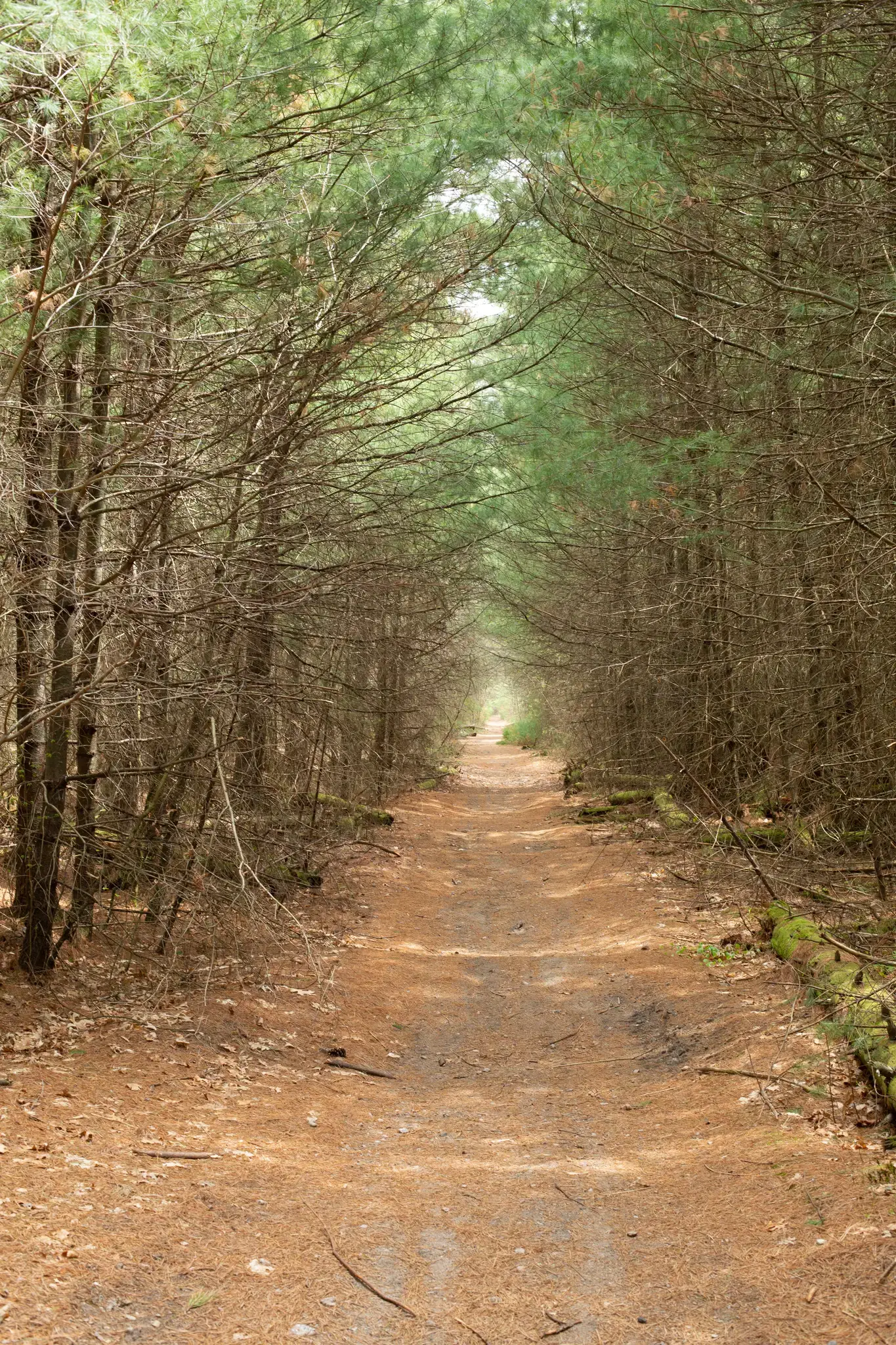 A narrow dirt path winding through a dense, green pine forest tunnel.