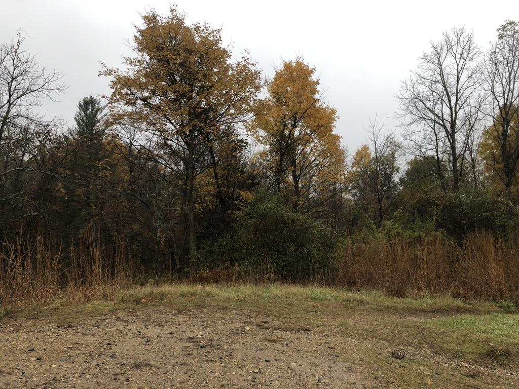 A forest edge with trees showing autumn colors under a cloudy sky.