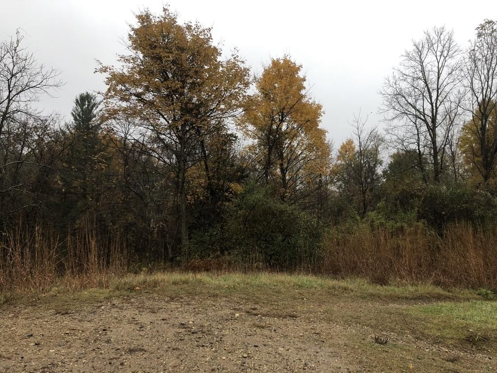A forest edge with trees showing autumn colors under a cloudy sky. - Rochester Hills to Seven Ponds Nature Center loop
