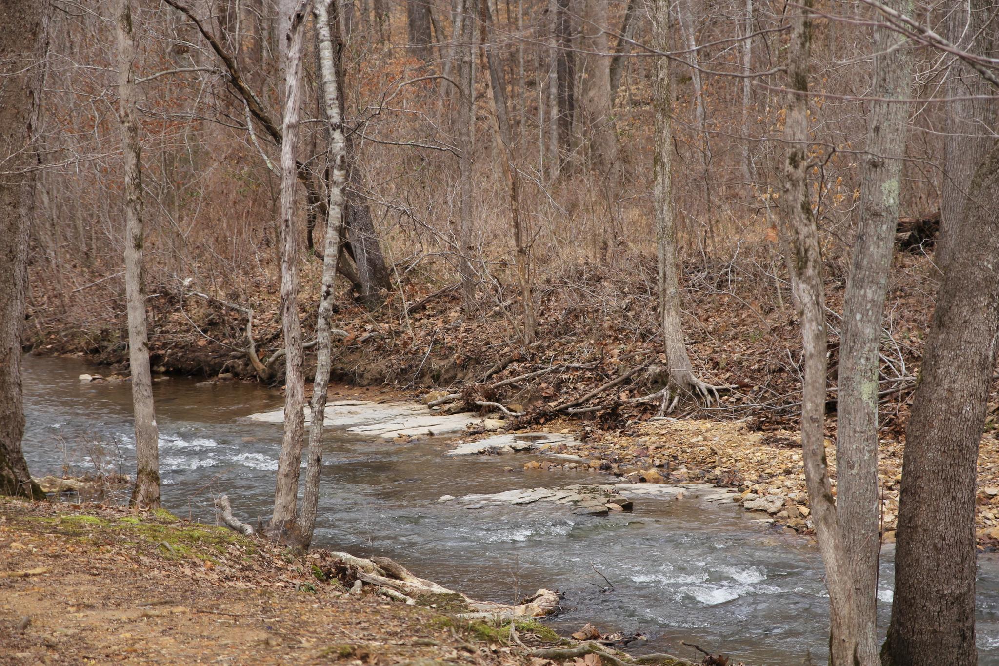 A rocky stream flows through a forest of bare trees on an overcast day.