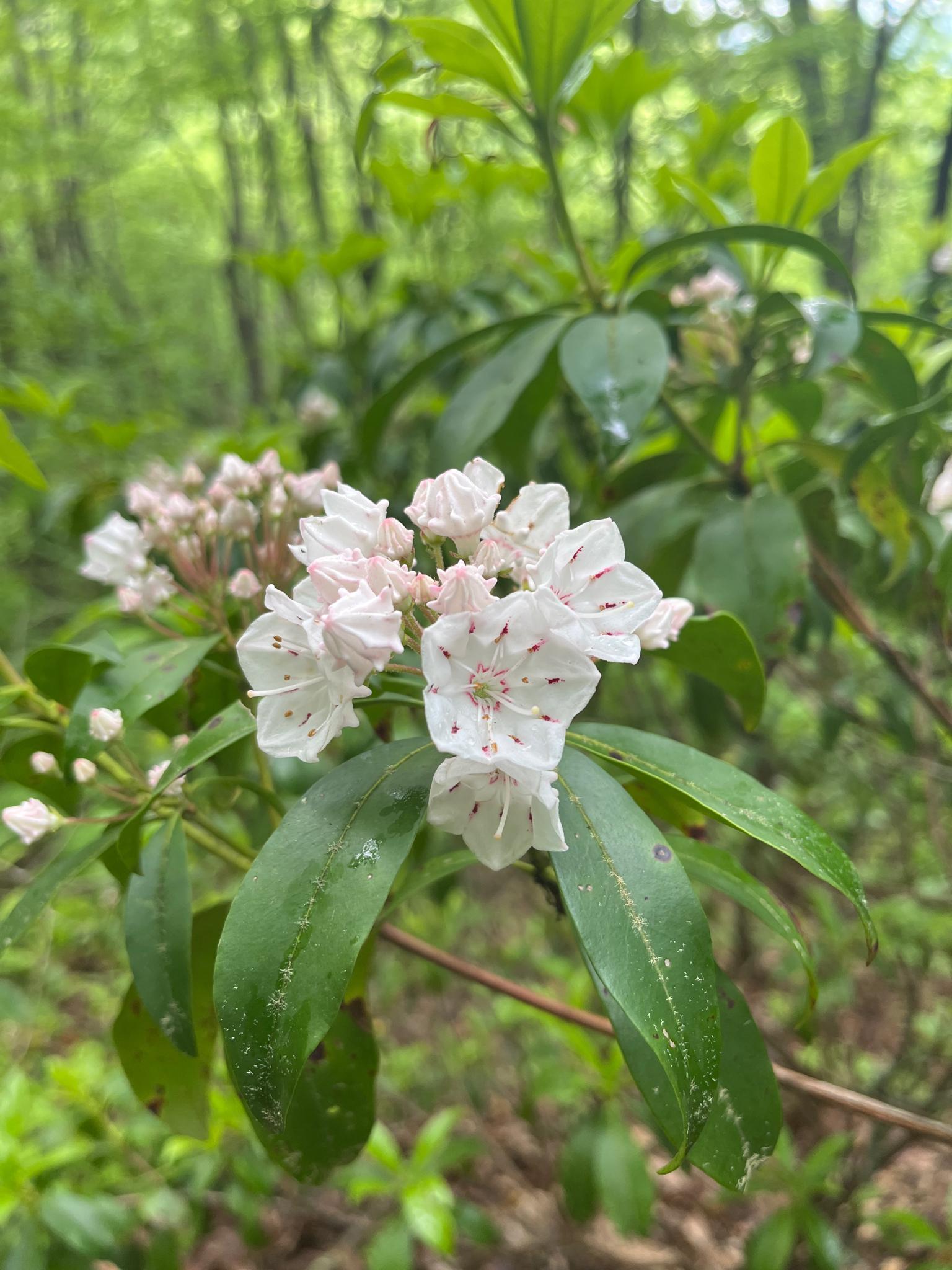 Close-up of delicate white and pink flowers with green leaves in a forest.
