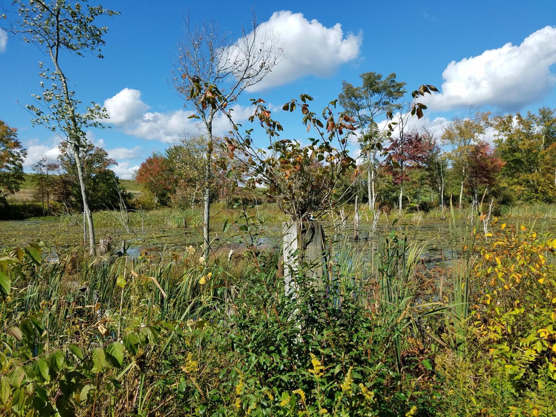Bright day over a wetland with tall grasses, trees, and reflective water.