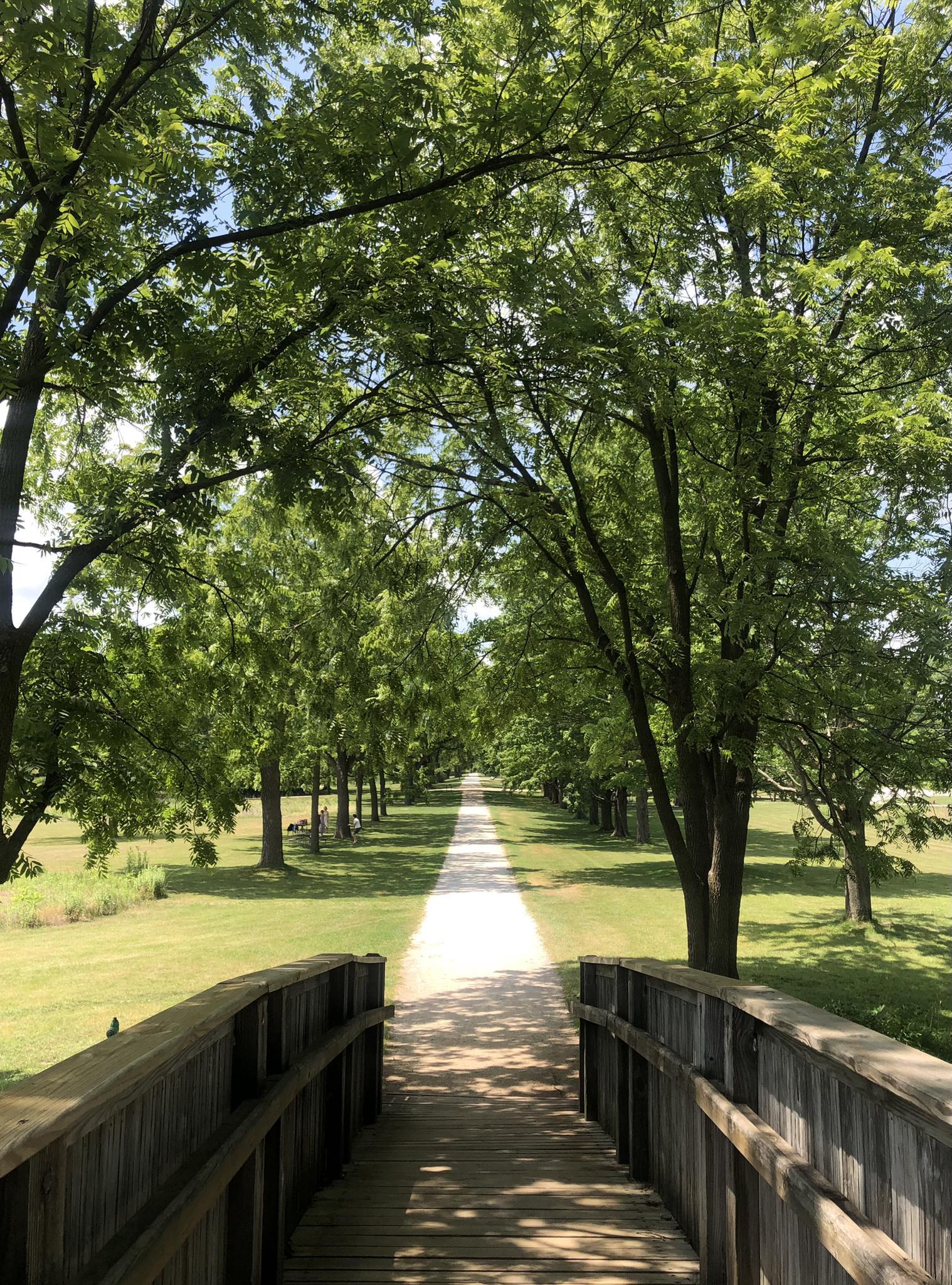 A wooden bridge leads to a bright, tree-lined path on a sunny day.