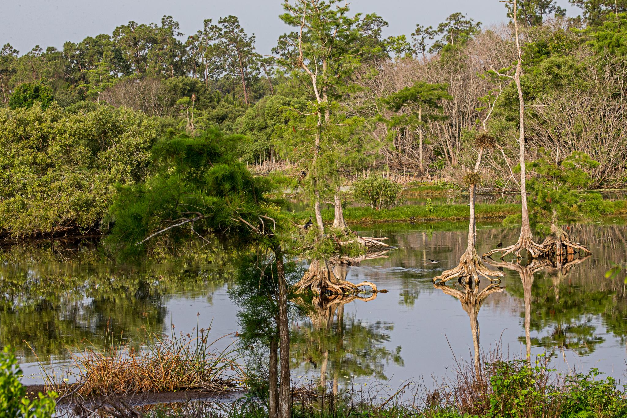 Trees with exposed roots stand in shallow water, surrounded by wetland vegetation.