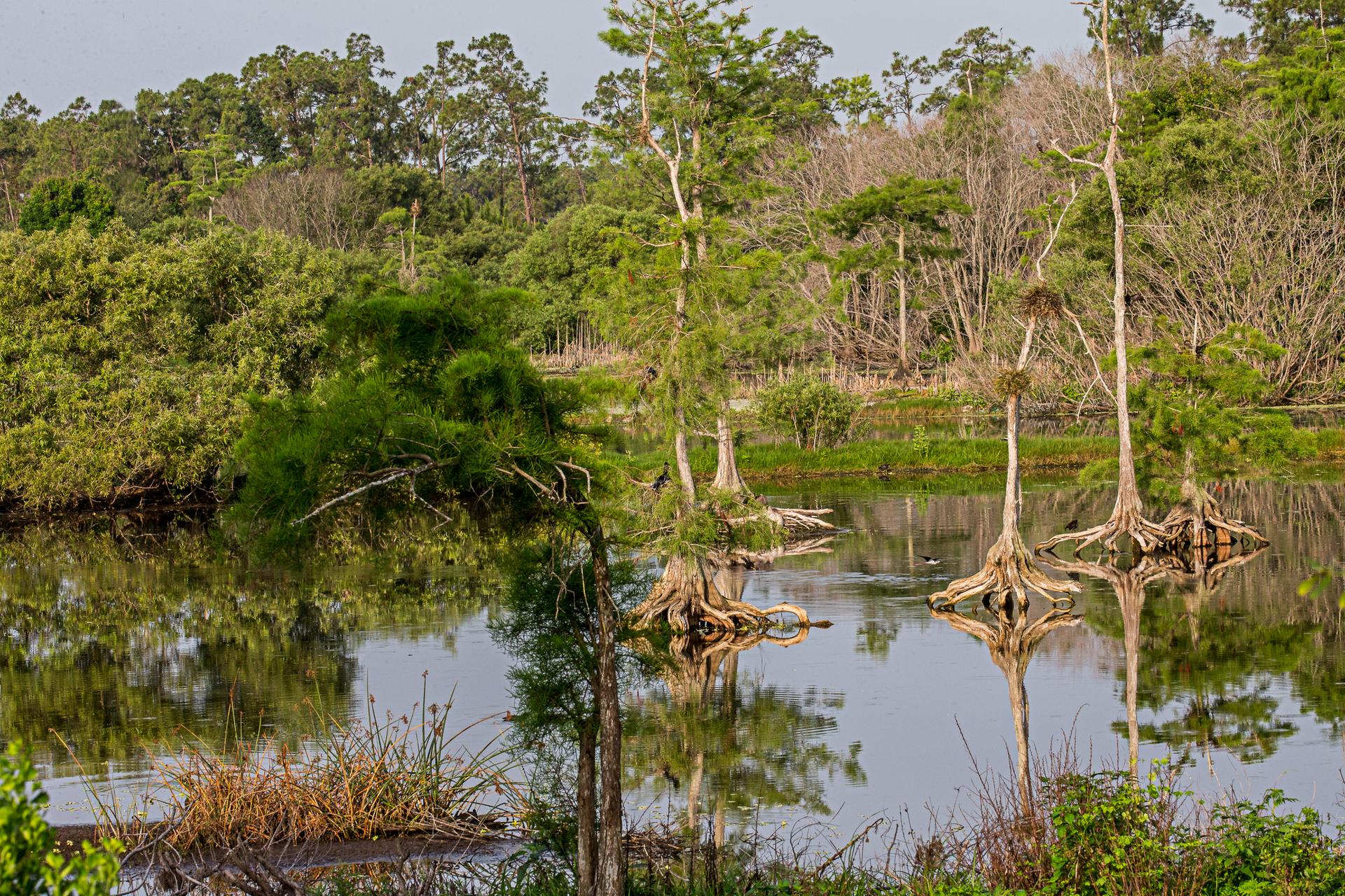 Trees with exposed roots stand in shallow water, surrounded by wetland vegetation.