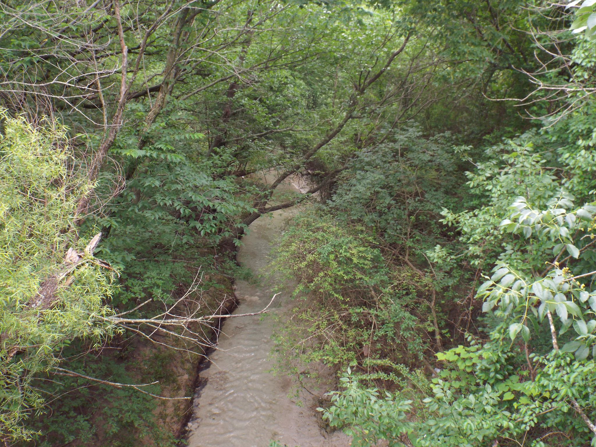 Muddy stream flowing through a deep, shaded channel surrounded by dense green foliage. - Watters Branch Creek Loop Trail