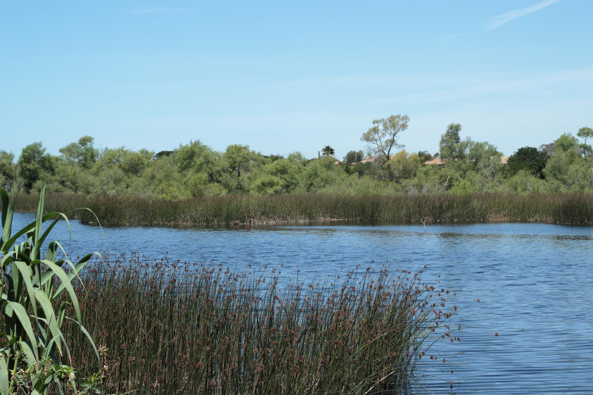 Sunny day over a calm body of water with tall reeds and distant green trees.