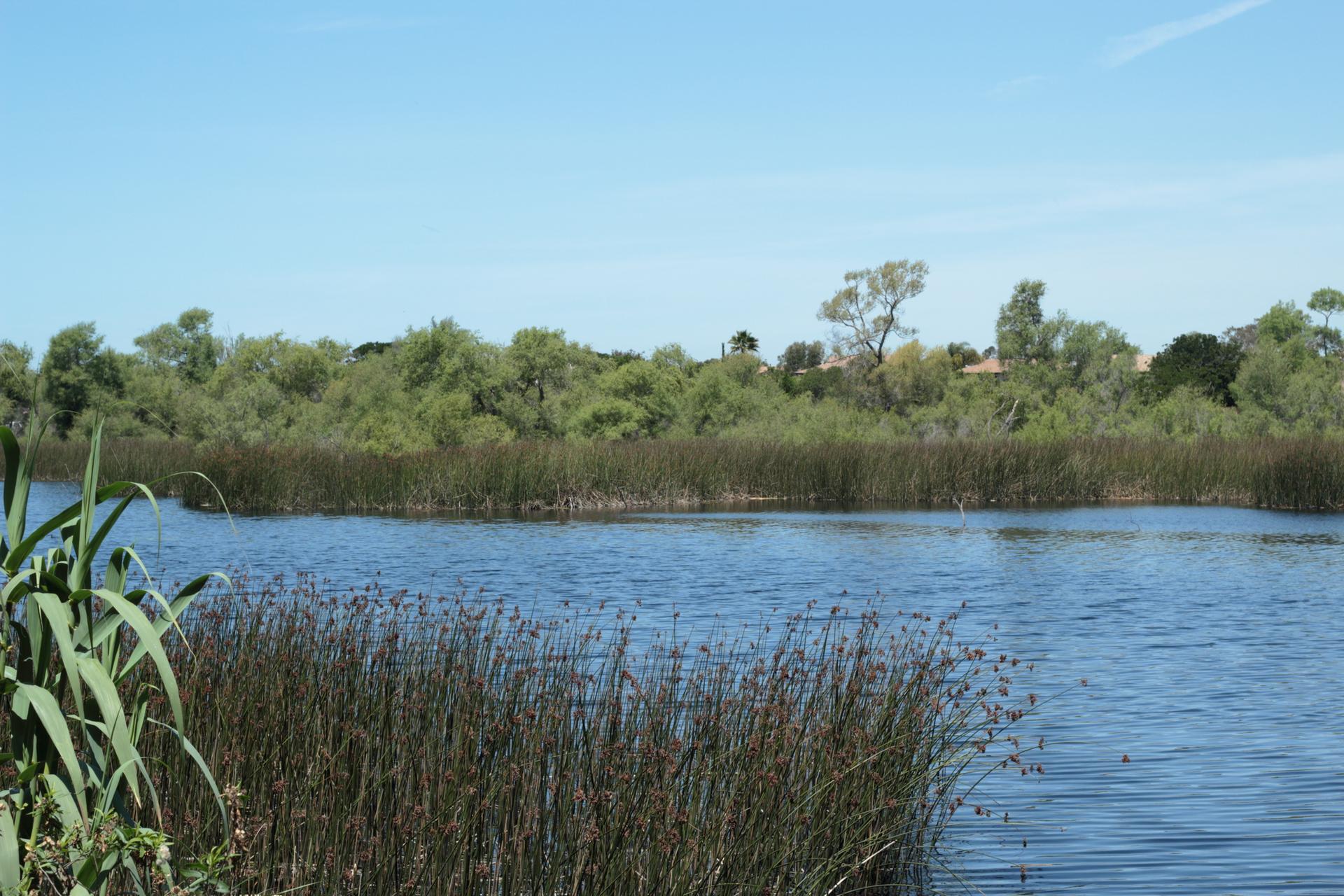 Sunny day over a calm body of water with tall reeds and distant green trees.