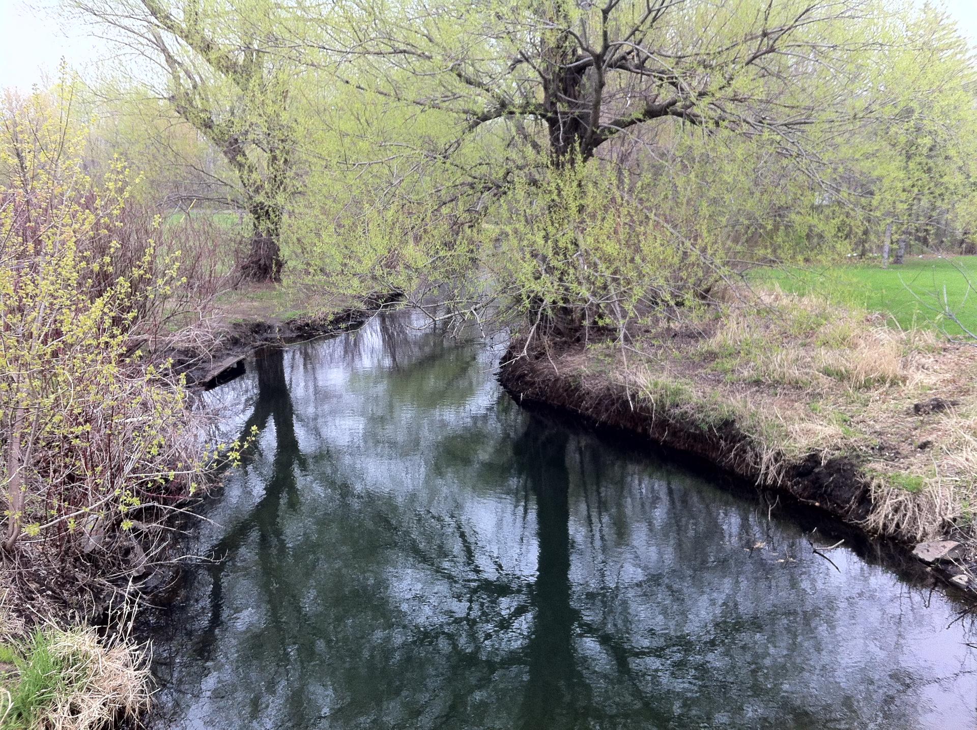 A narrow stream flows through a lush, green, wooded area on an overcast day.