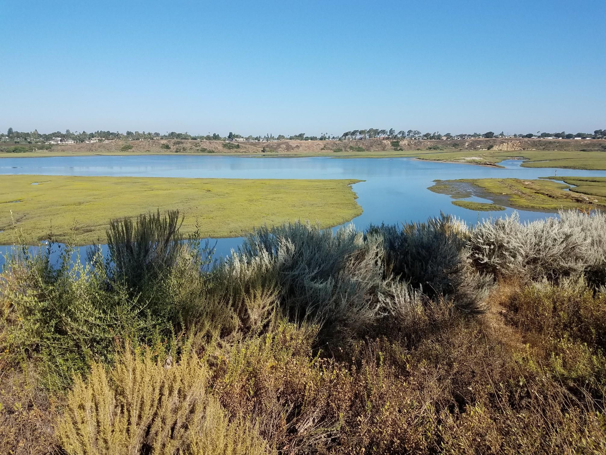 Vibrant green marshland and blue water under a clear, bright sky. - Back Bay Loop Trail