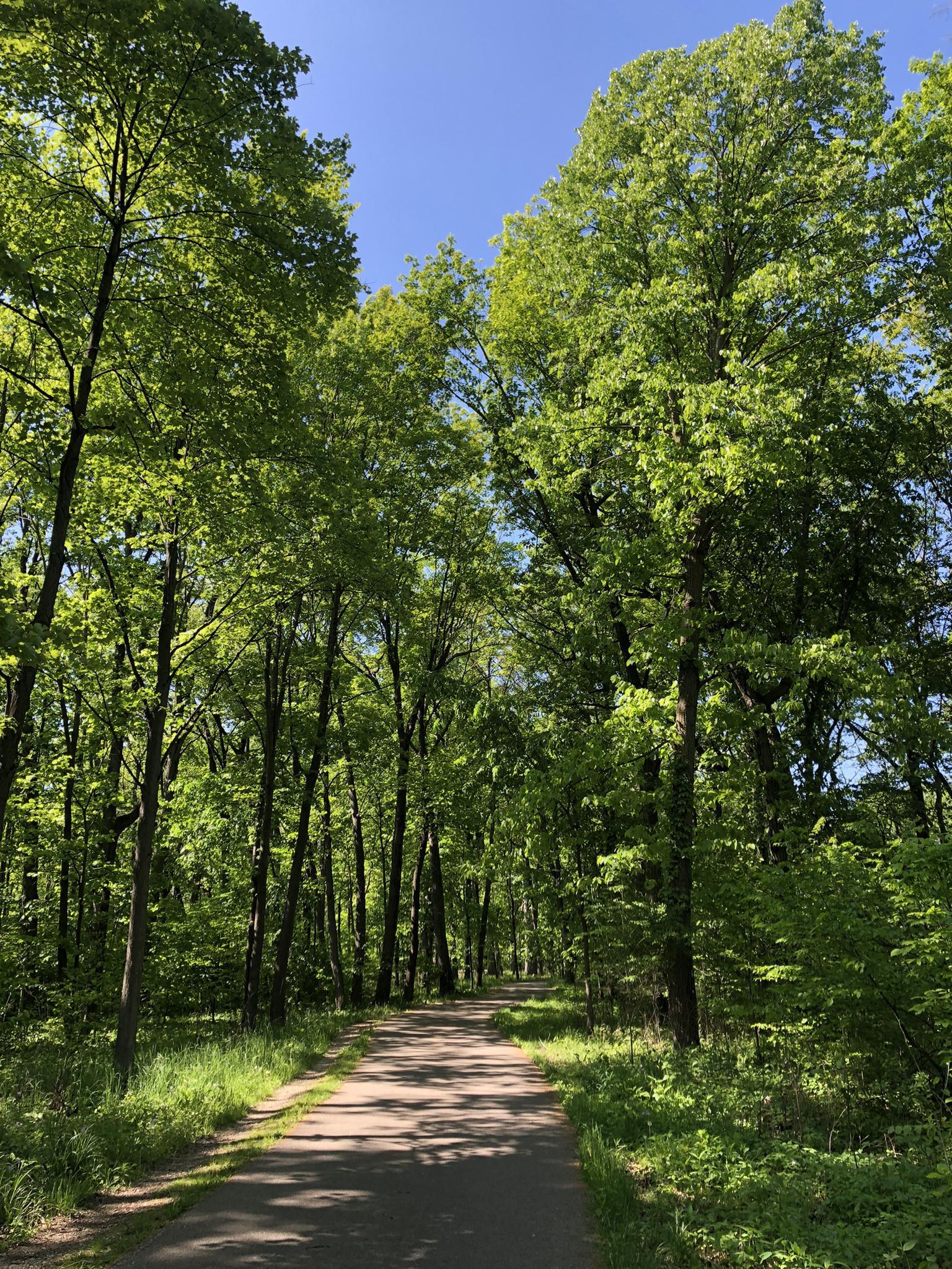 A paved path through a lush green forest under a clear blue sky.