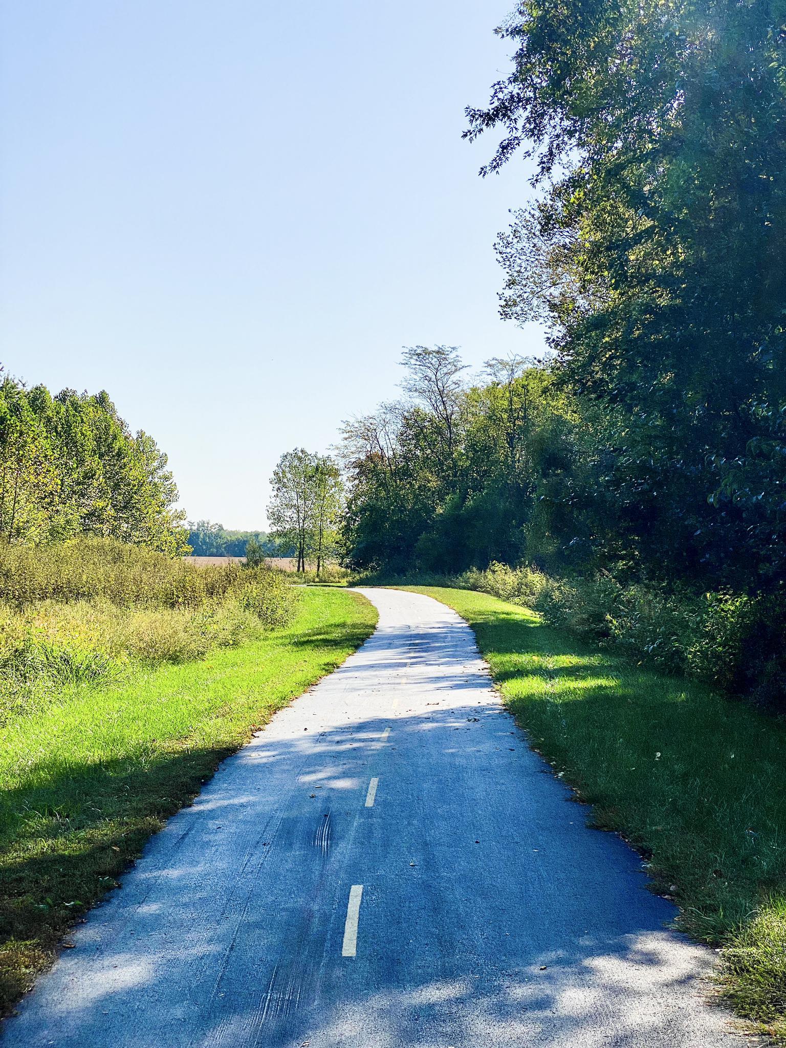 Sunny paved path with white lines winding through green trees.