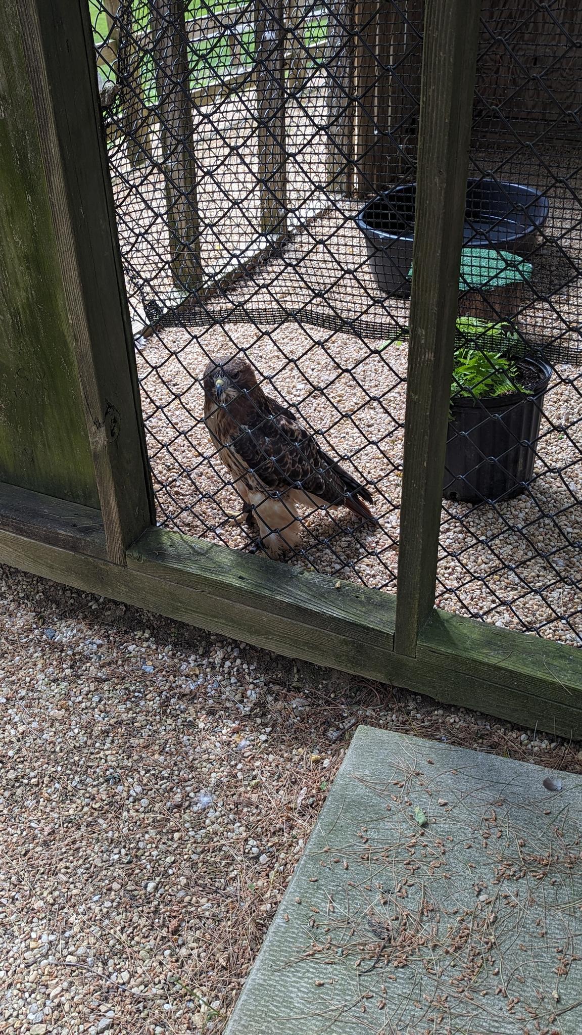 A brown and white bird sits inside a wire mesh enclosure.