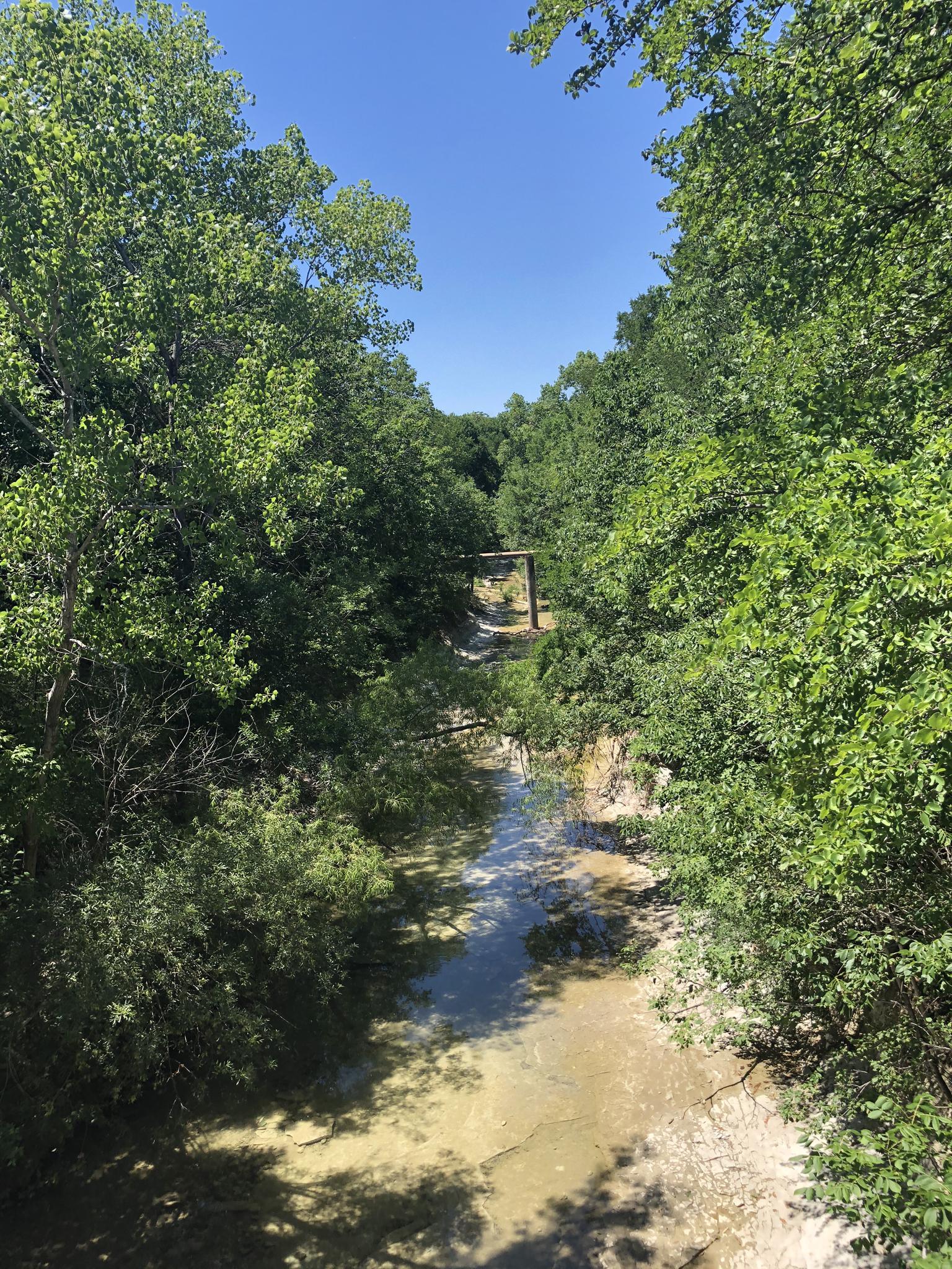 A shallow creek flows through a dense green forest under bright sunlight.