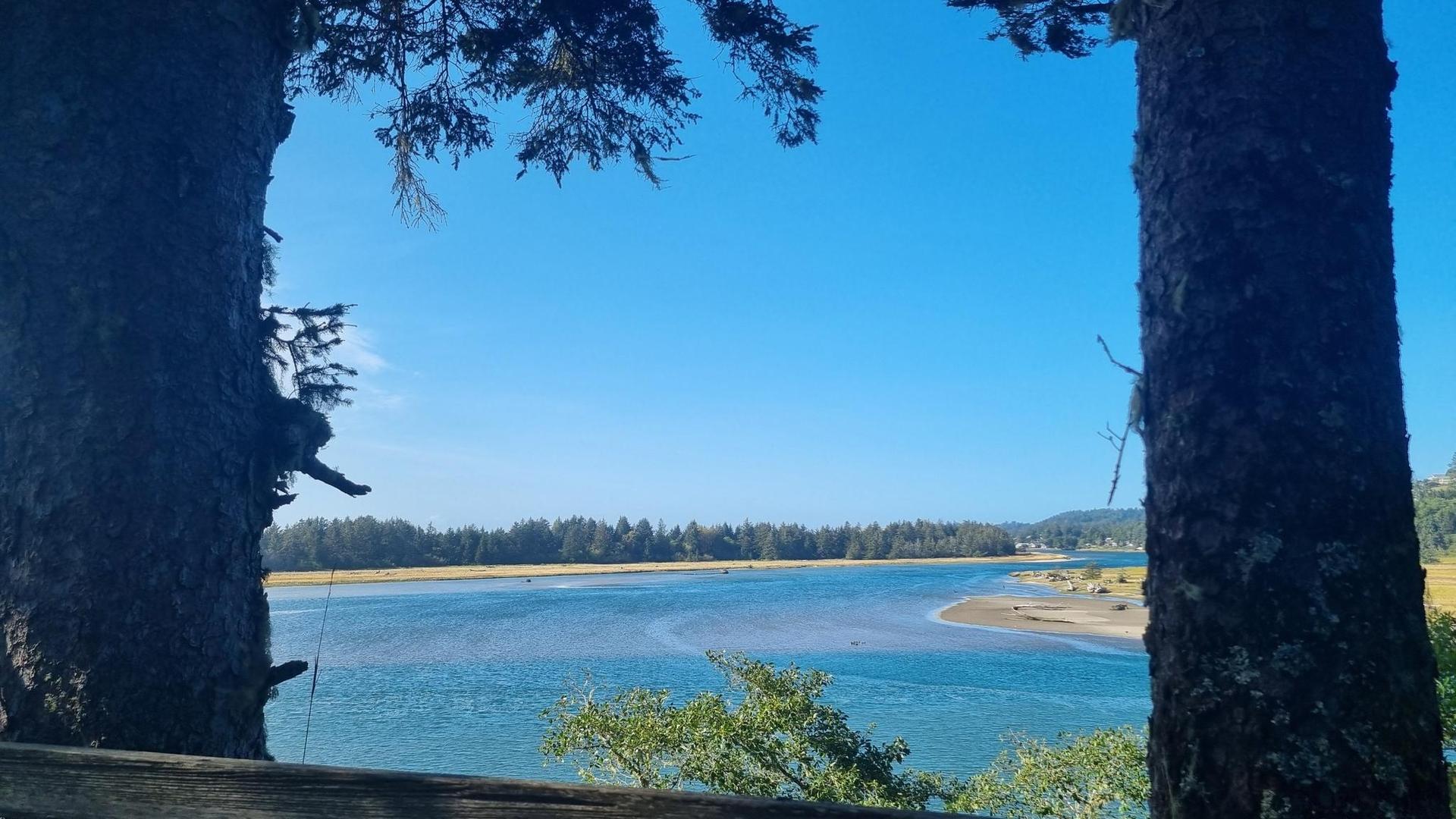 Serene blue water framed by two large tree trunks and distant forest.