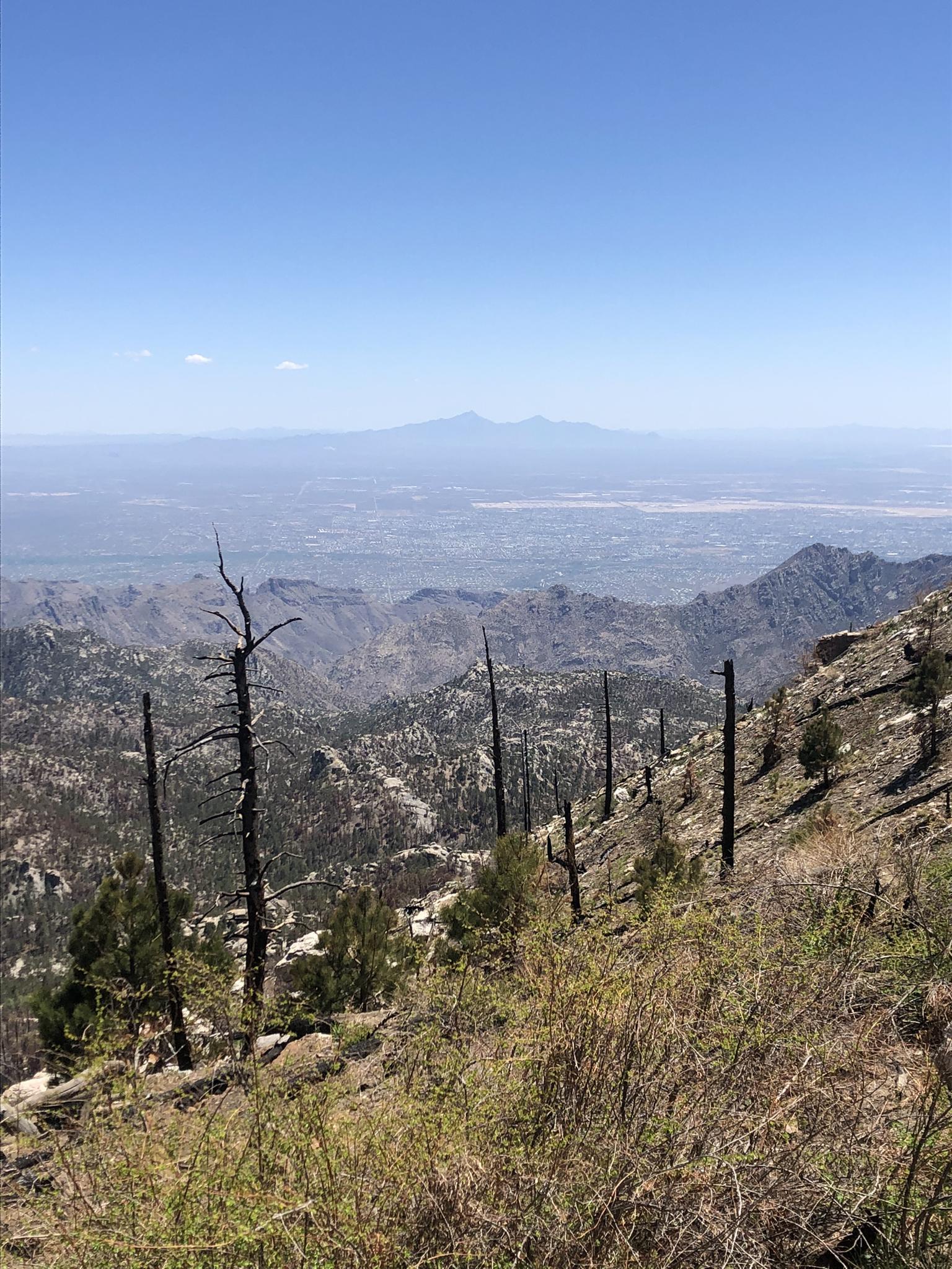 Mountain slope with burnt trees overlooking a hazy distant valley under bright sun.