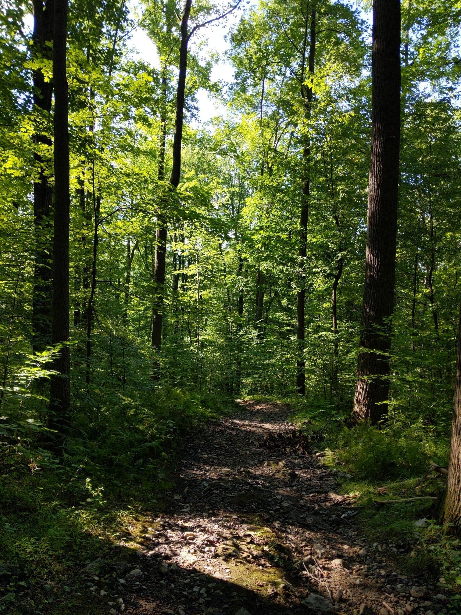 Dappled sunlight illuminates a winding dirt path through a lush green forest.