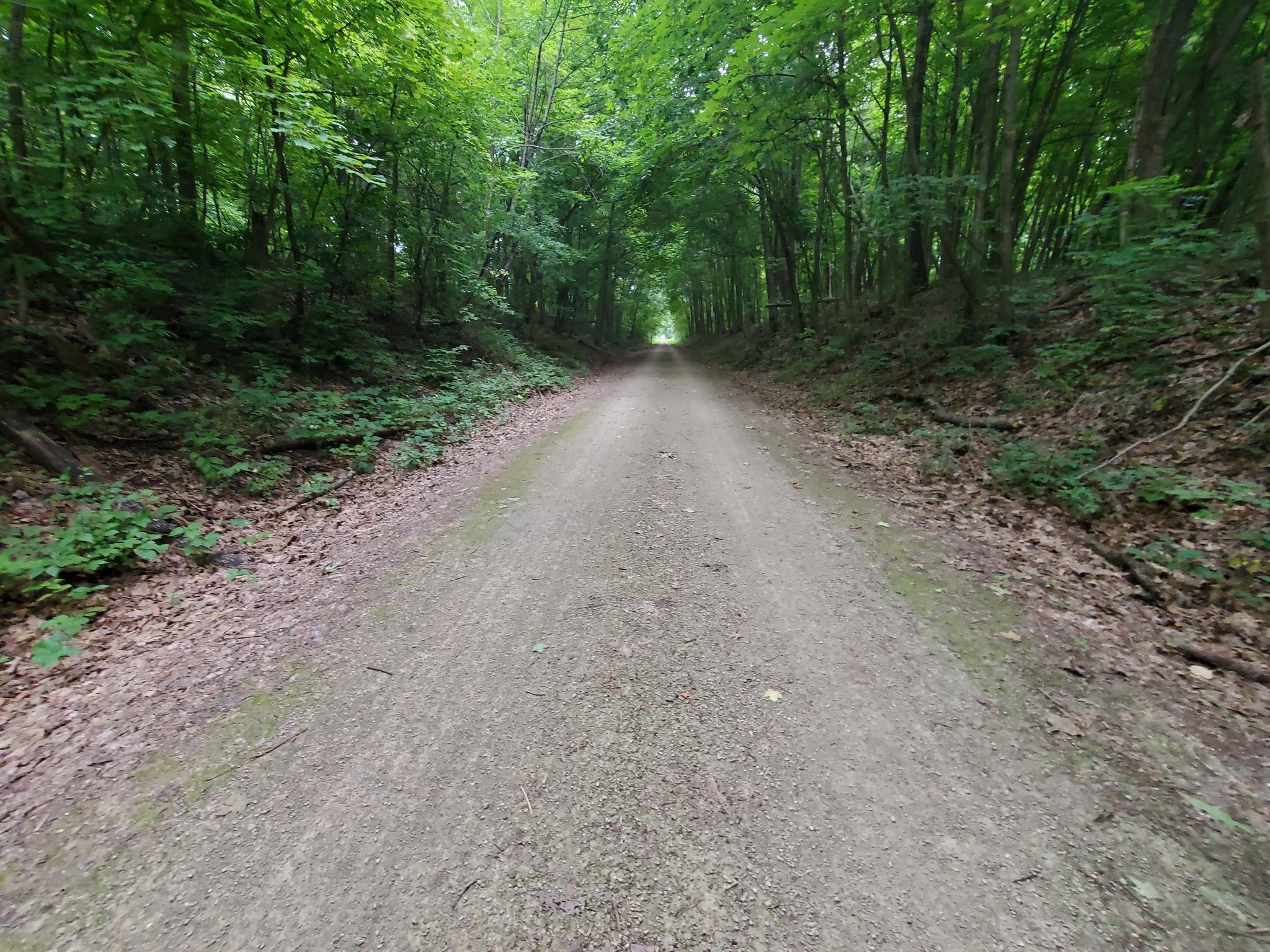 A shaded dirt path extends through a tunnel of dense green forest.