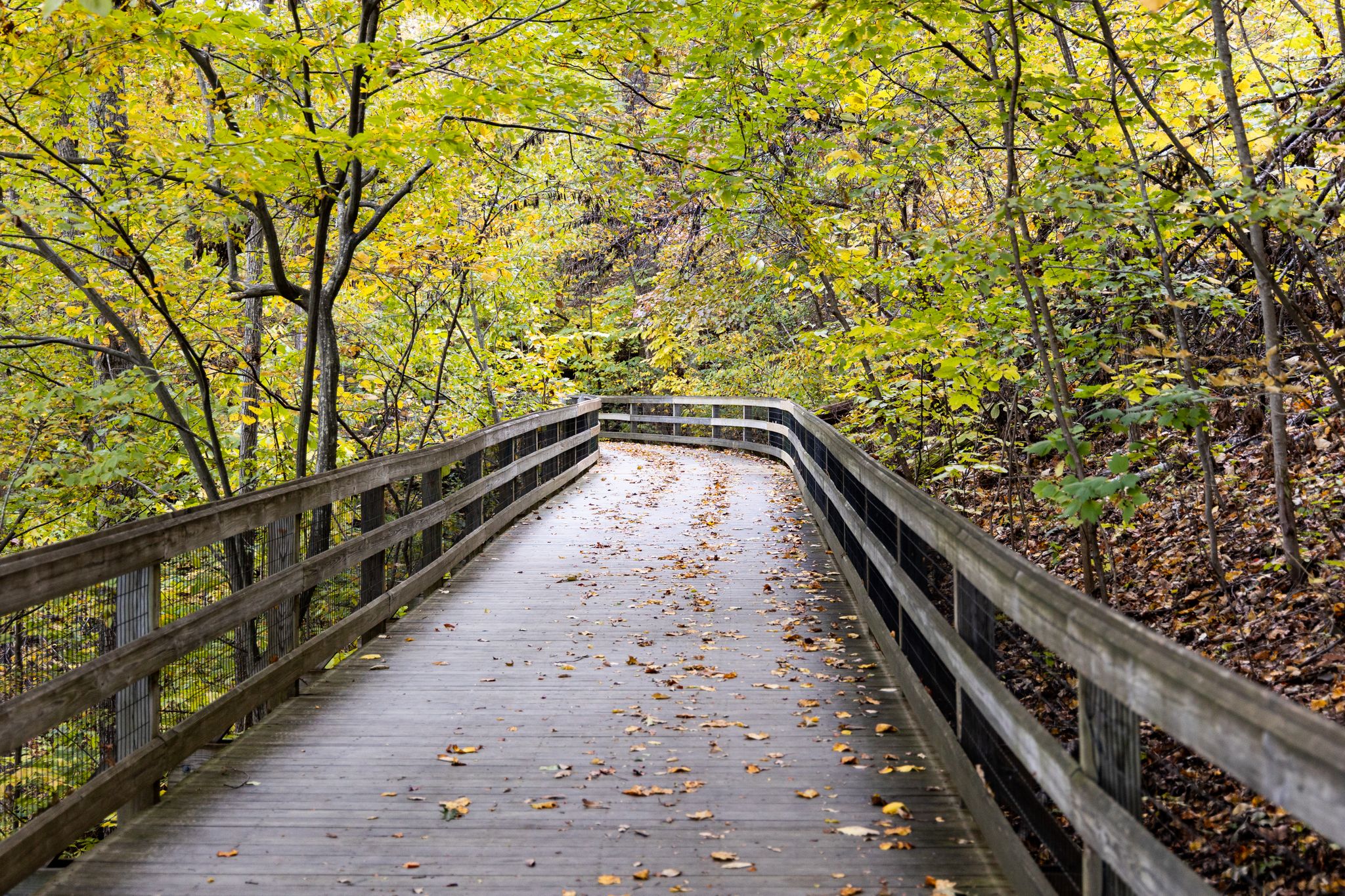 A wooden boardwalk winds through a vibrant autumn forest with fallen leaves. - Jason Stevens Loop