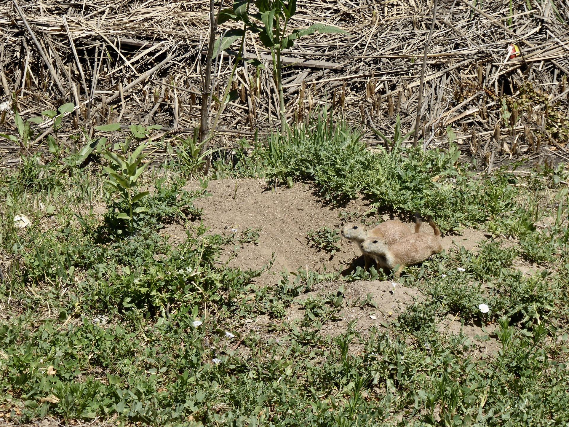 Two small prairie dogs near a dirt burrow in dry grassy terrain.