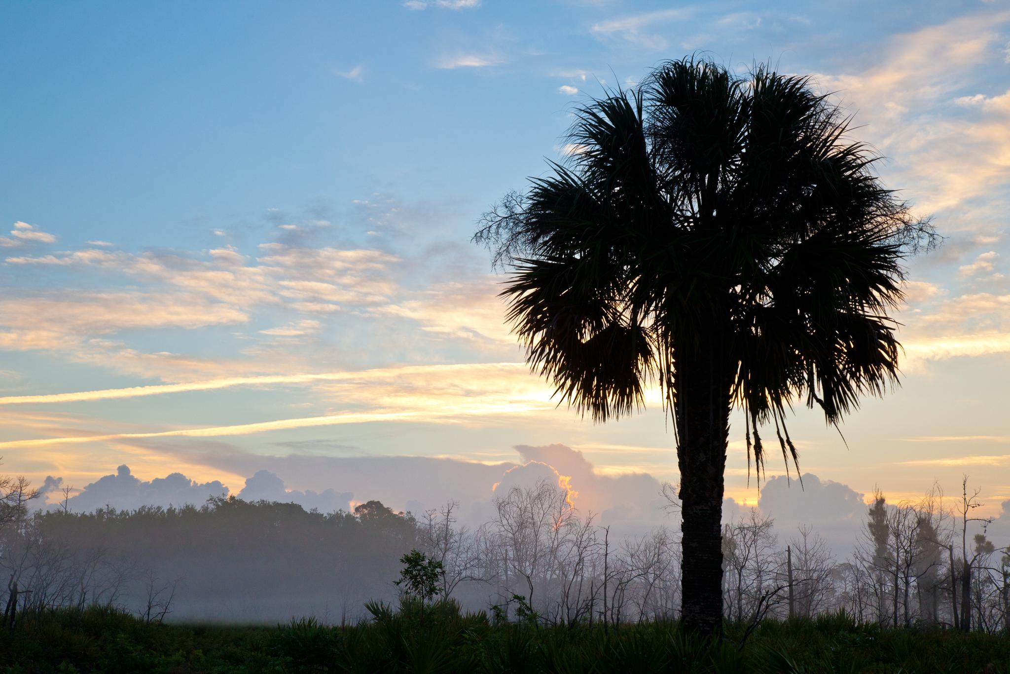 Silhouetted palm tree against a colorful sunrise sky over a misty landscape.