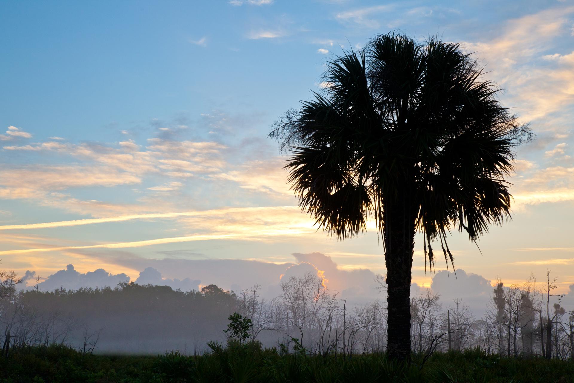 Silhouetted palm tree against a colorful sunrise sky over a misty landscape.