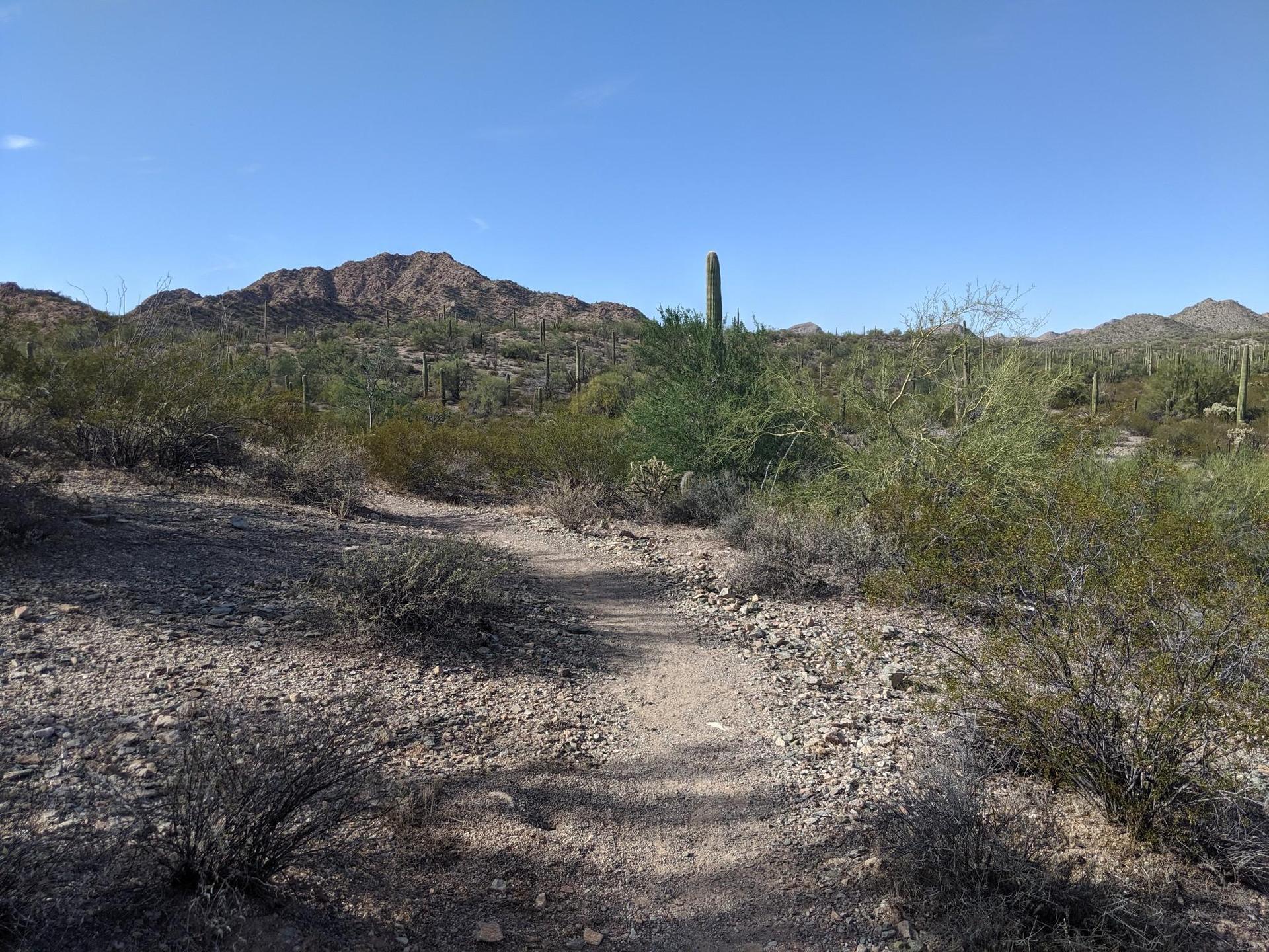 A dirt trail winds through desert shrubs towards distant mountains.