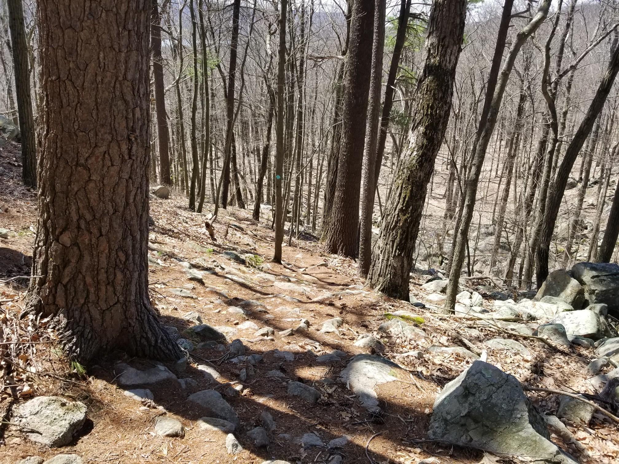 Rocky forest path winding uphill through bare trees with dappled sunlight.